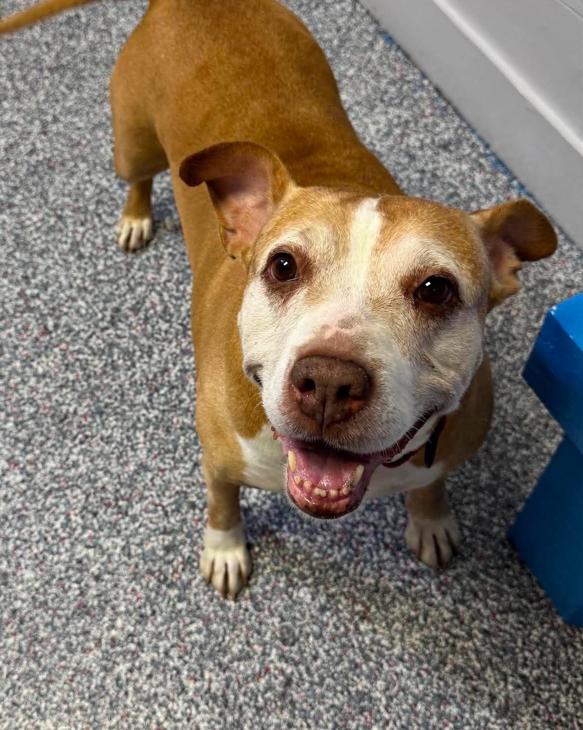 Enlarge Callie, an adoptable Pit Bull Terrier in Las Vegas, NV image 2/2