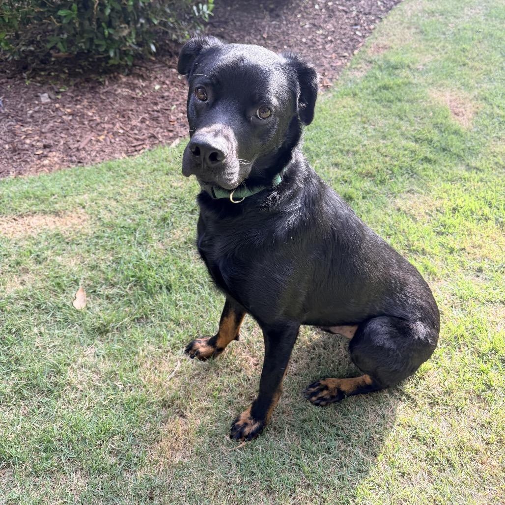 Enlarge Dakota, a Adoptable mixed breed in Austell, GA image 2/5