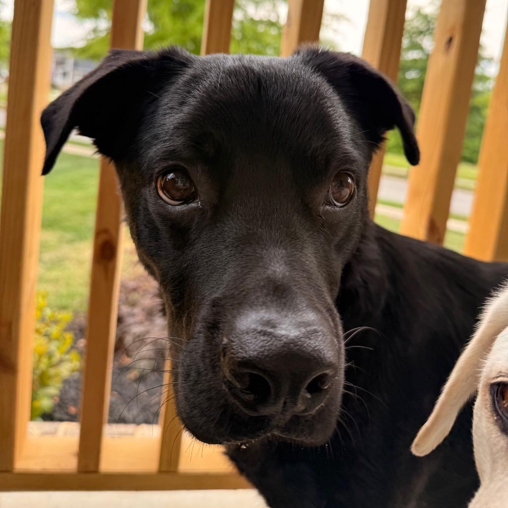 Enlarge Dakota, a Adoptable mixed breed in Austell, GA image 3/5