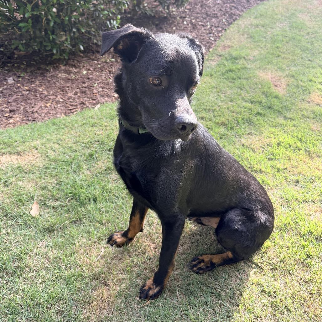 Enlarge Dakota, a Adoptable mixed breed in Austell, GA image 4/5