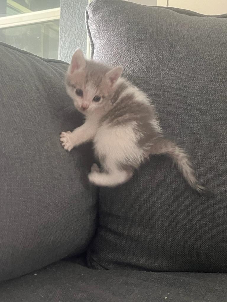 Enlarge Dixie, a Adoptable Domestic Short Hair in Fort Myers, FL image 1/1