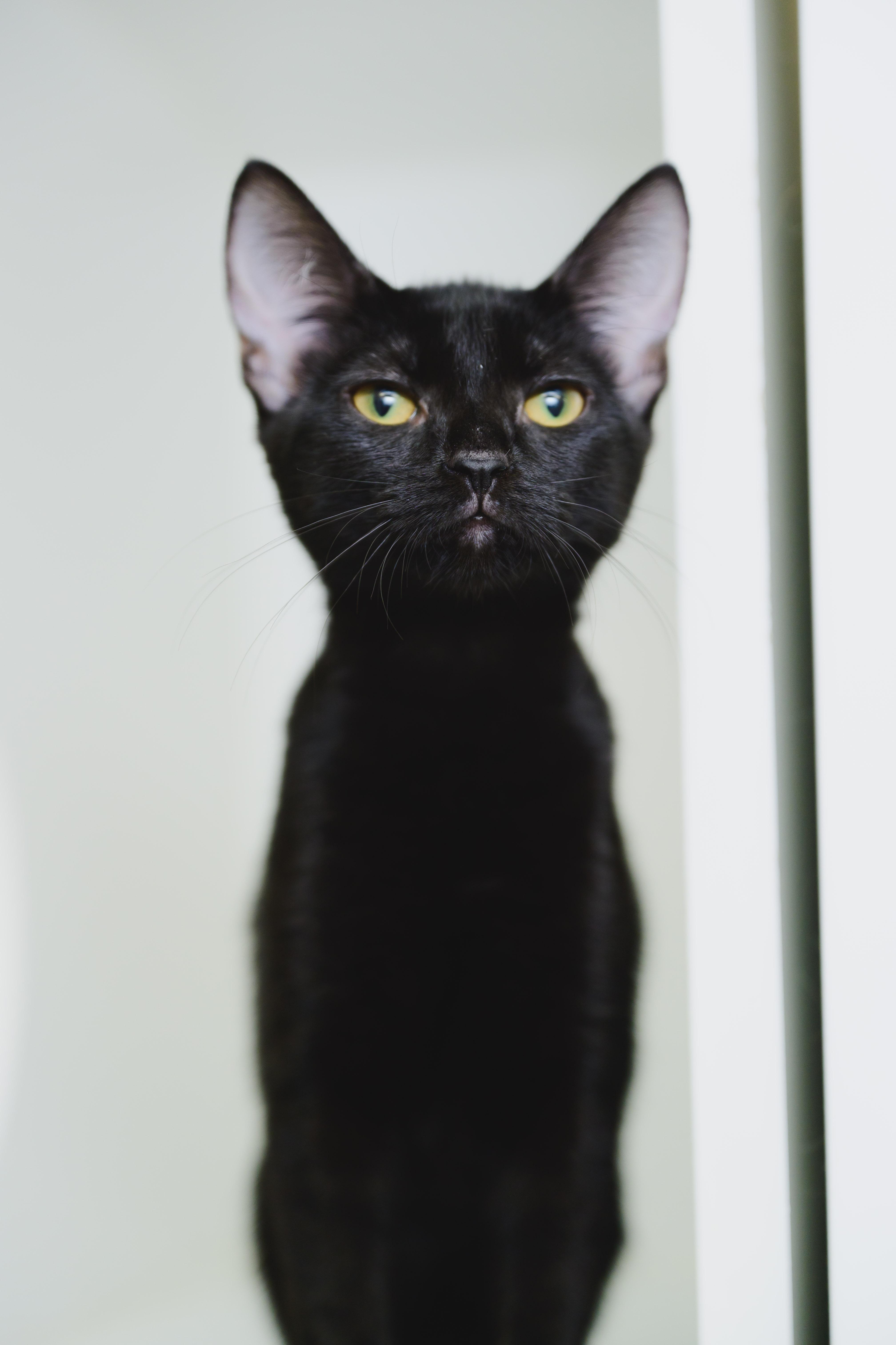 Salem, Adopted, Young Male Domestic Short Hair.