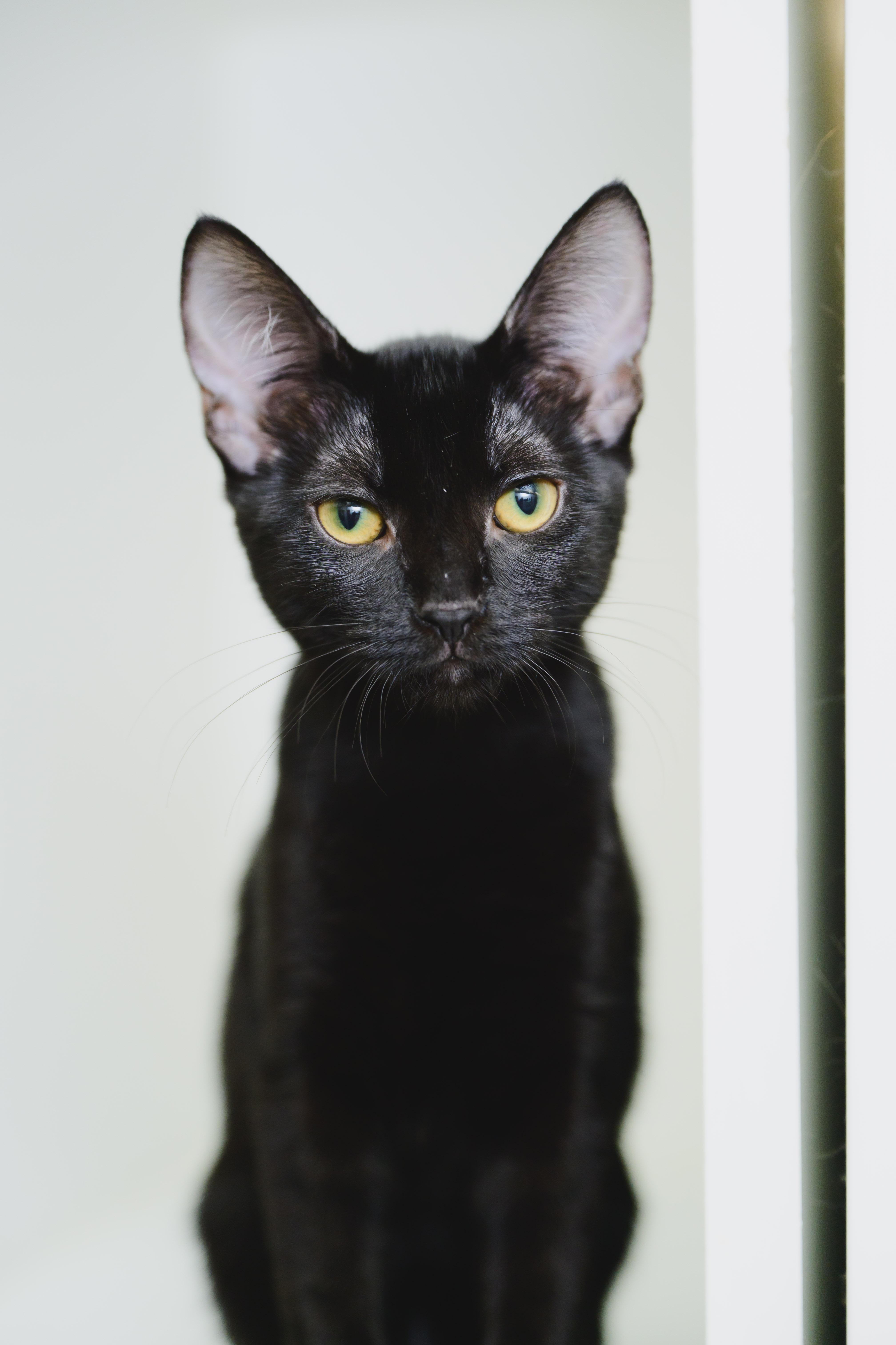 Salem, a Adopted Domestic Short Hair in Honolulu, HI image 2/4