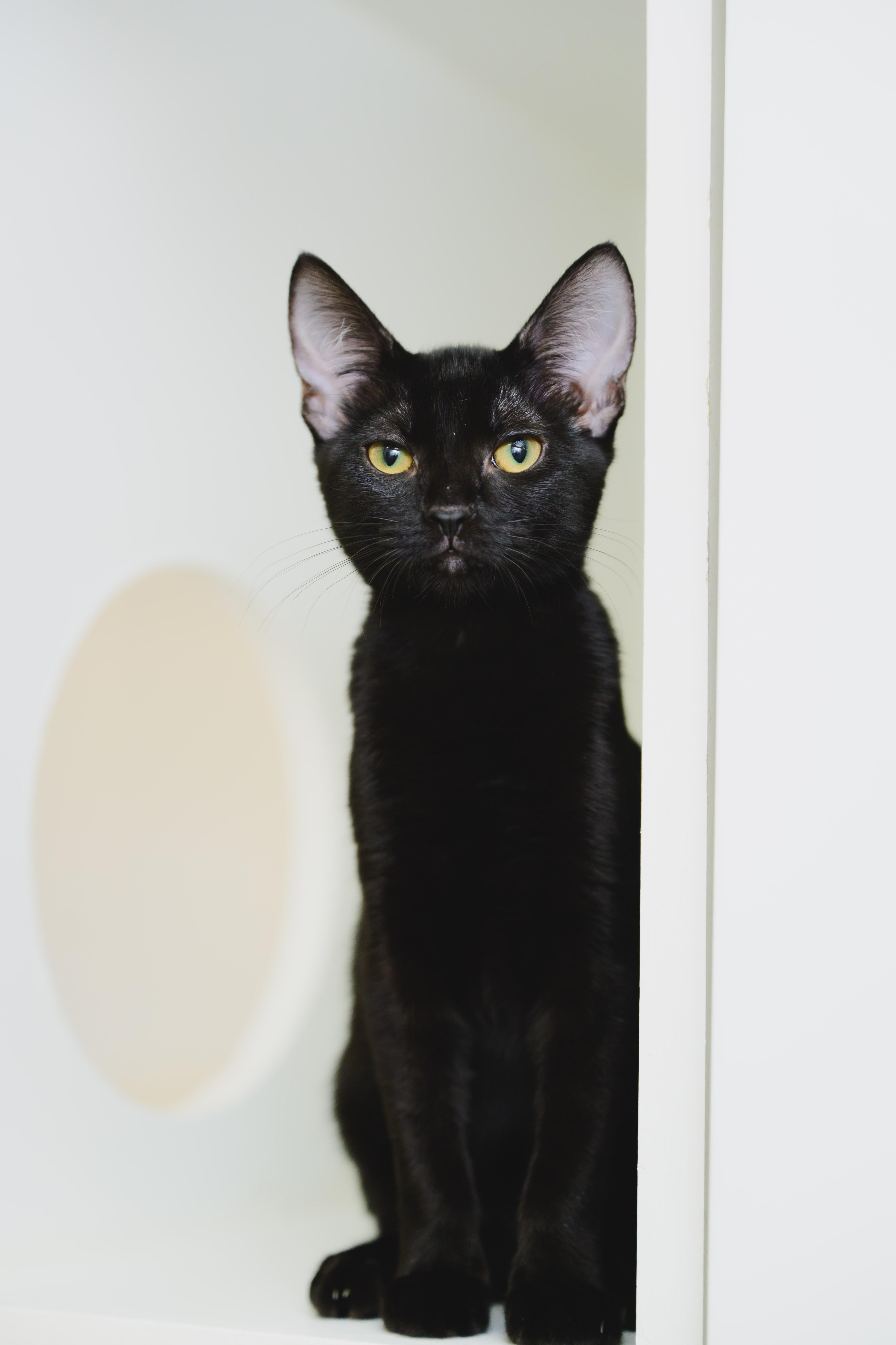Salem, a Adopted Domestic Short Hair in Honolulu, HI image 3/4