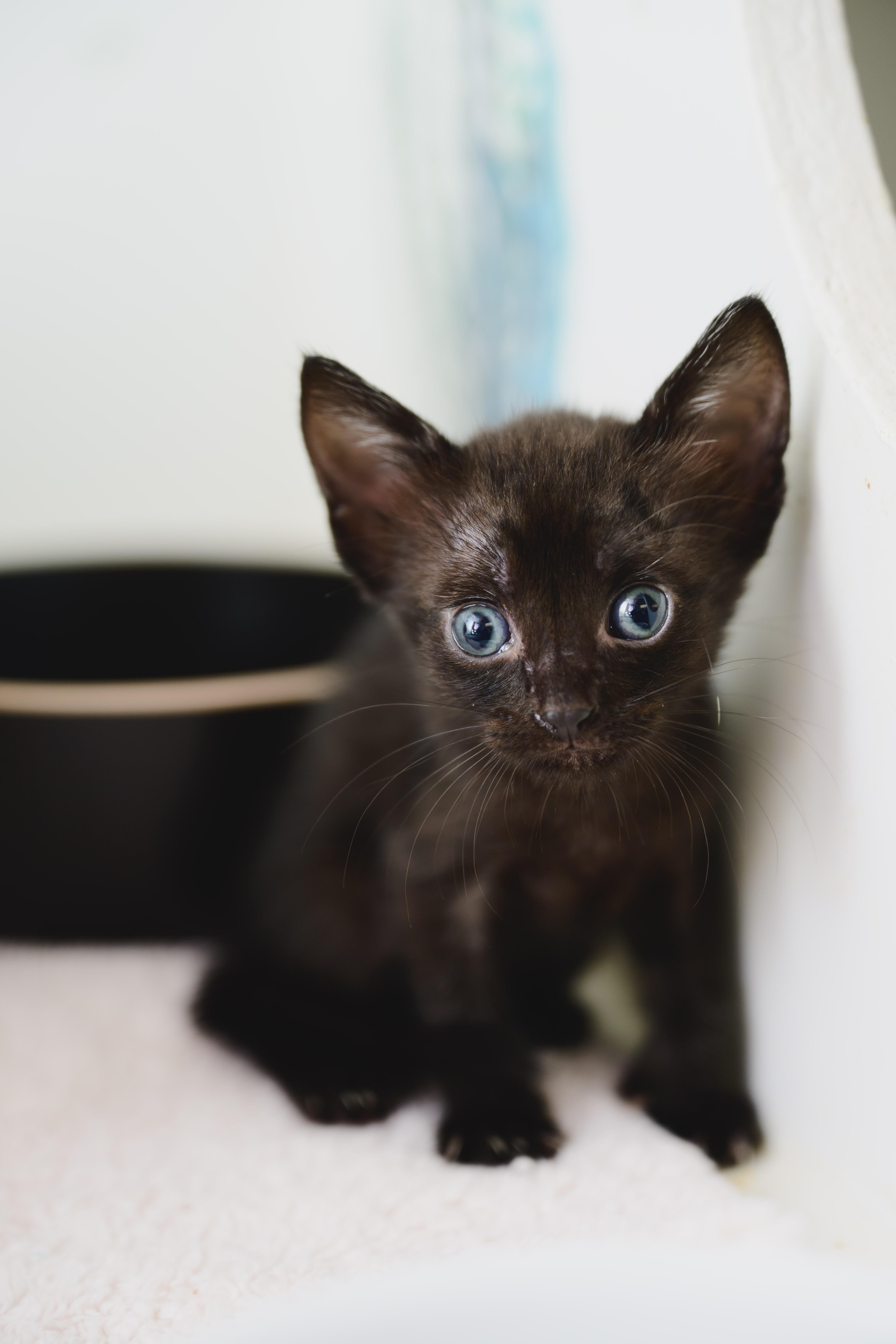 Salem, a Adopted Domestic Short Hair in Honolulu, HI image 4/4