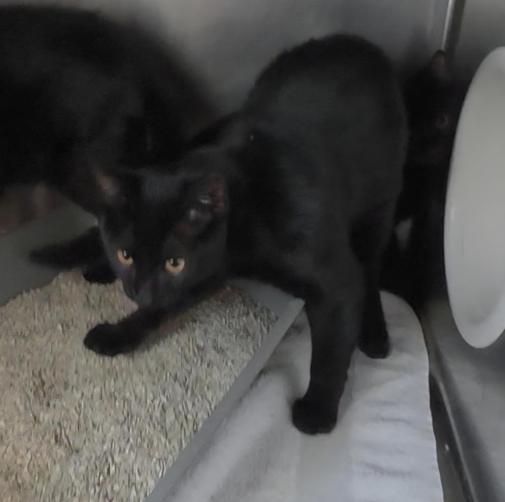 Diva (Suzie Q K1), Adoptable, Kitten Male Domestic Short Hair.