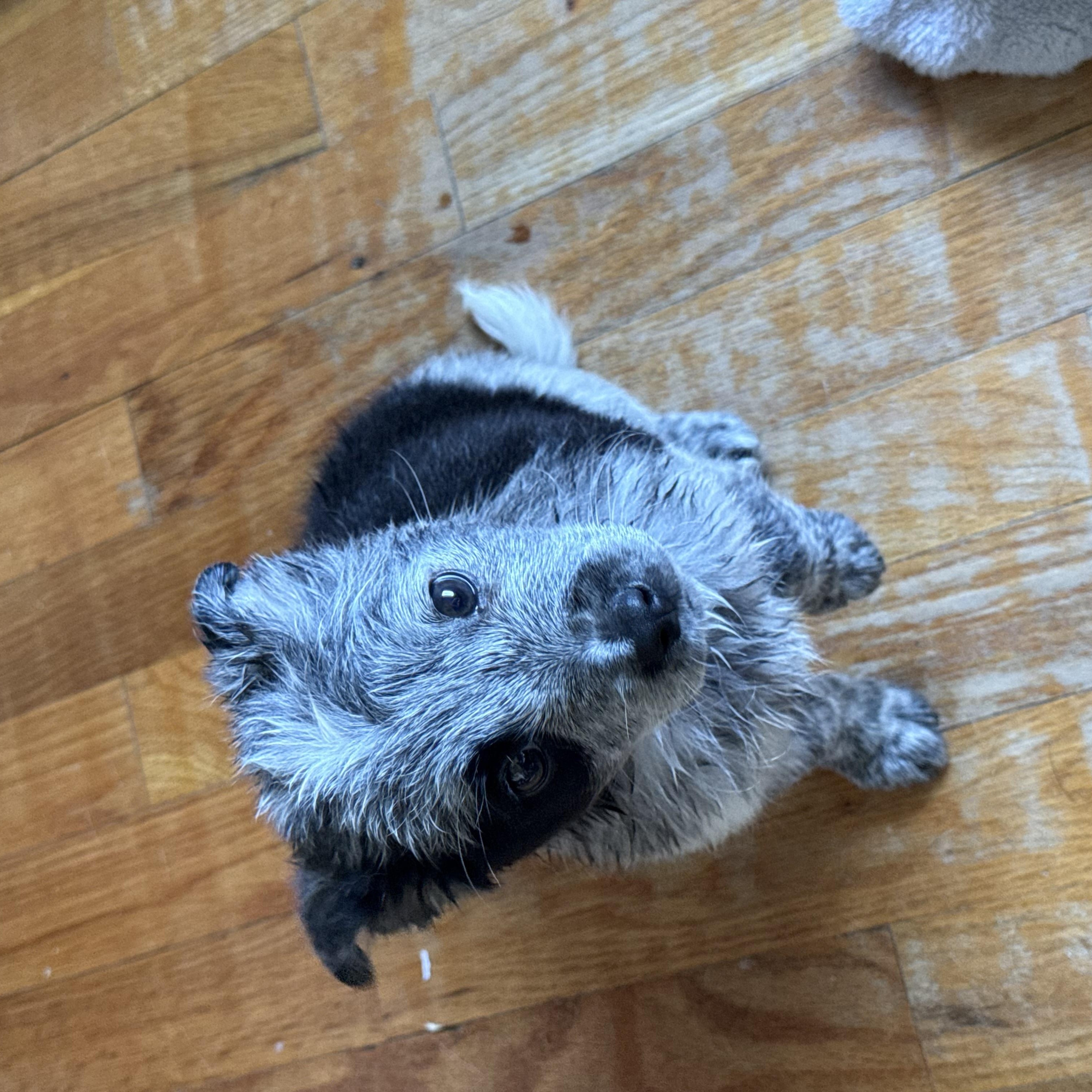 Nitro, an adopted mixed breed in Fresno, CA image 5/6
