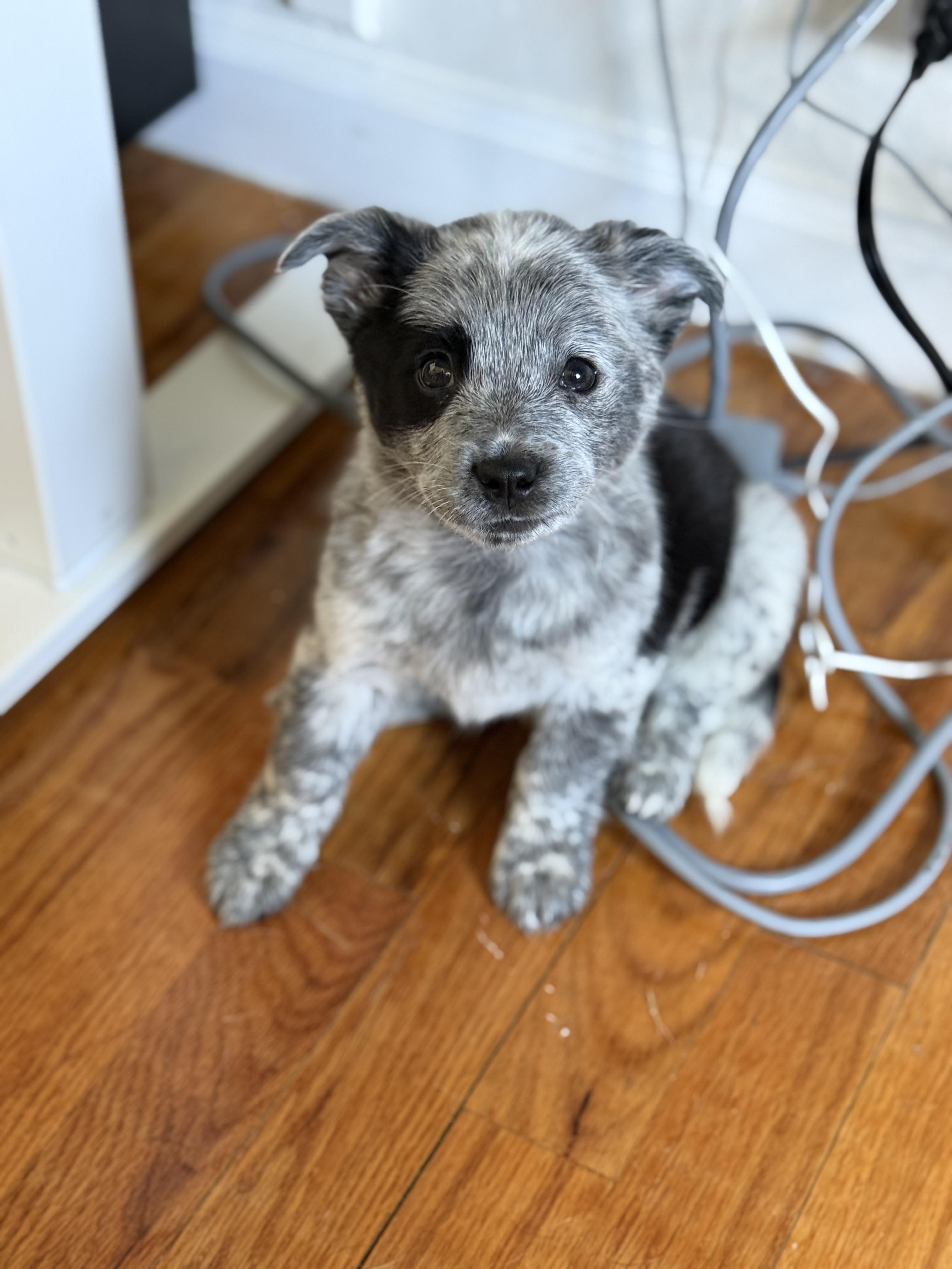 Nitro, an adopted mixed breed in Fresno, CA image 4/6