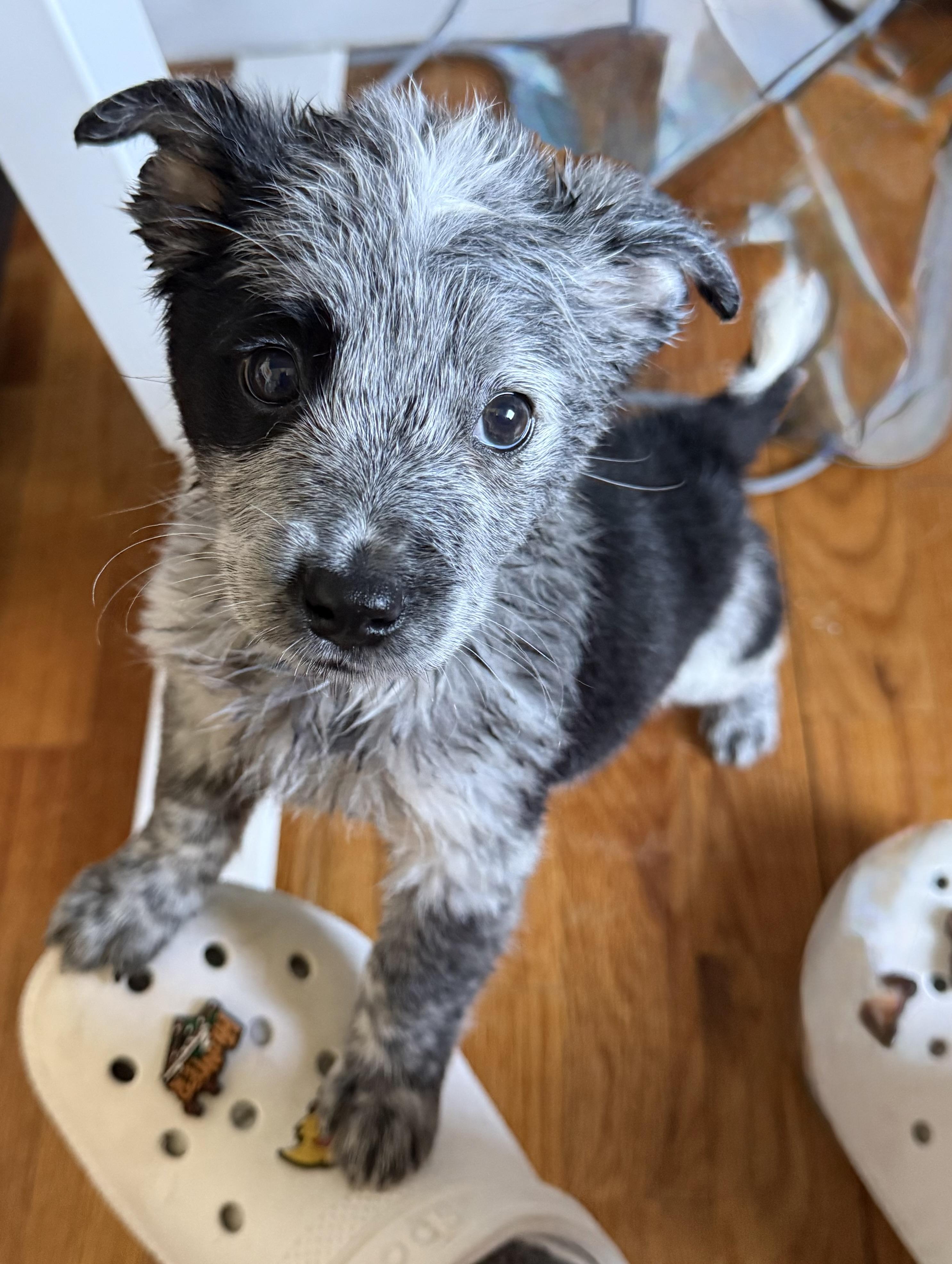 Nitro, adopted, Puppy Male Poodle & Australian Cattle Dog / Blue Heeler.