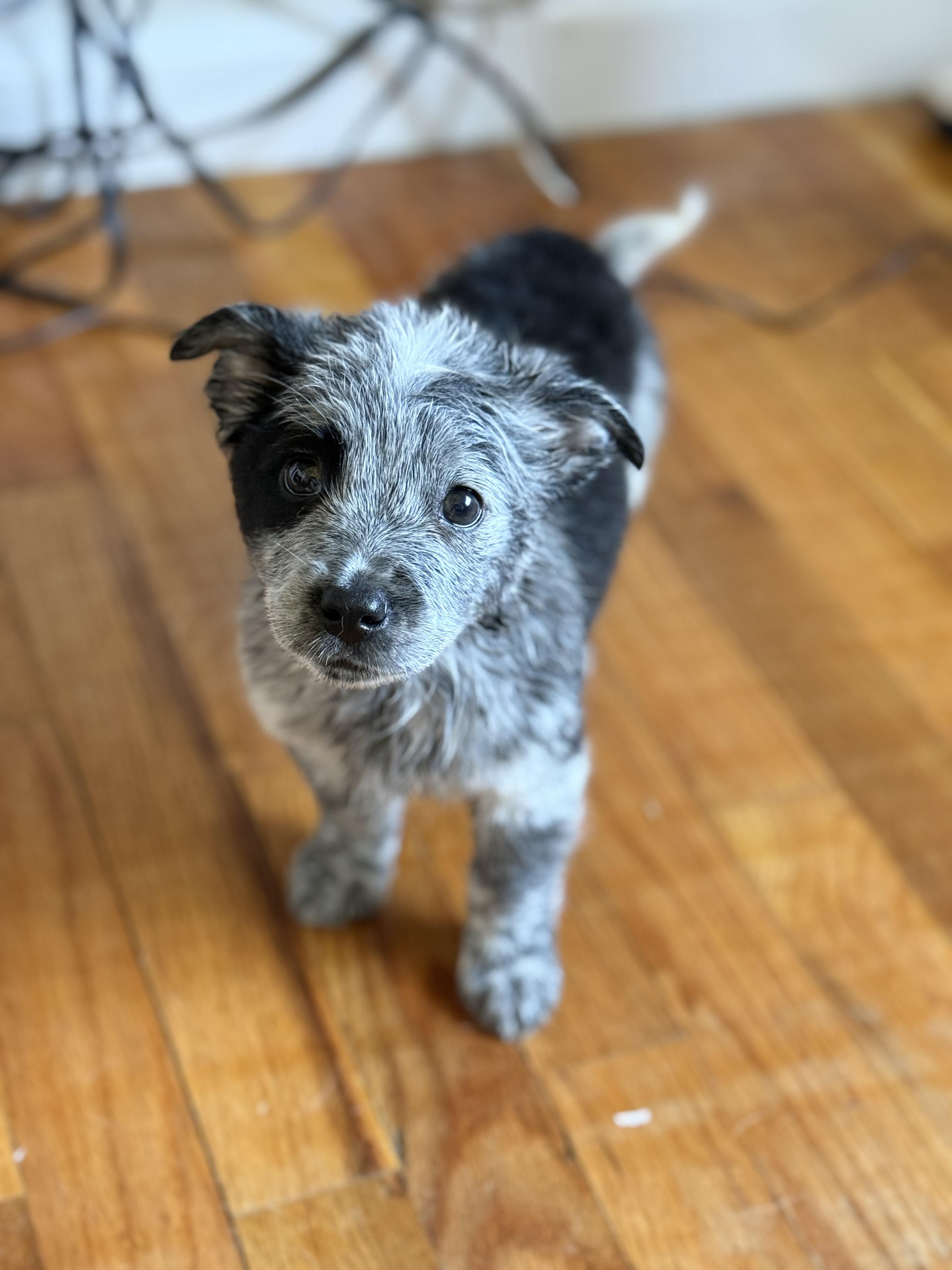 Nitro, an adopted mixed breed in Fresno, CA image 2/6