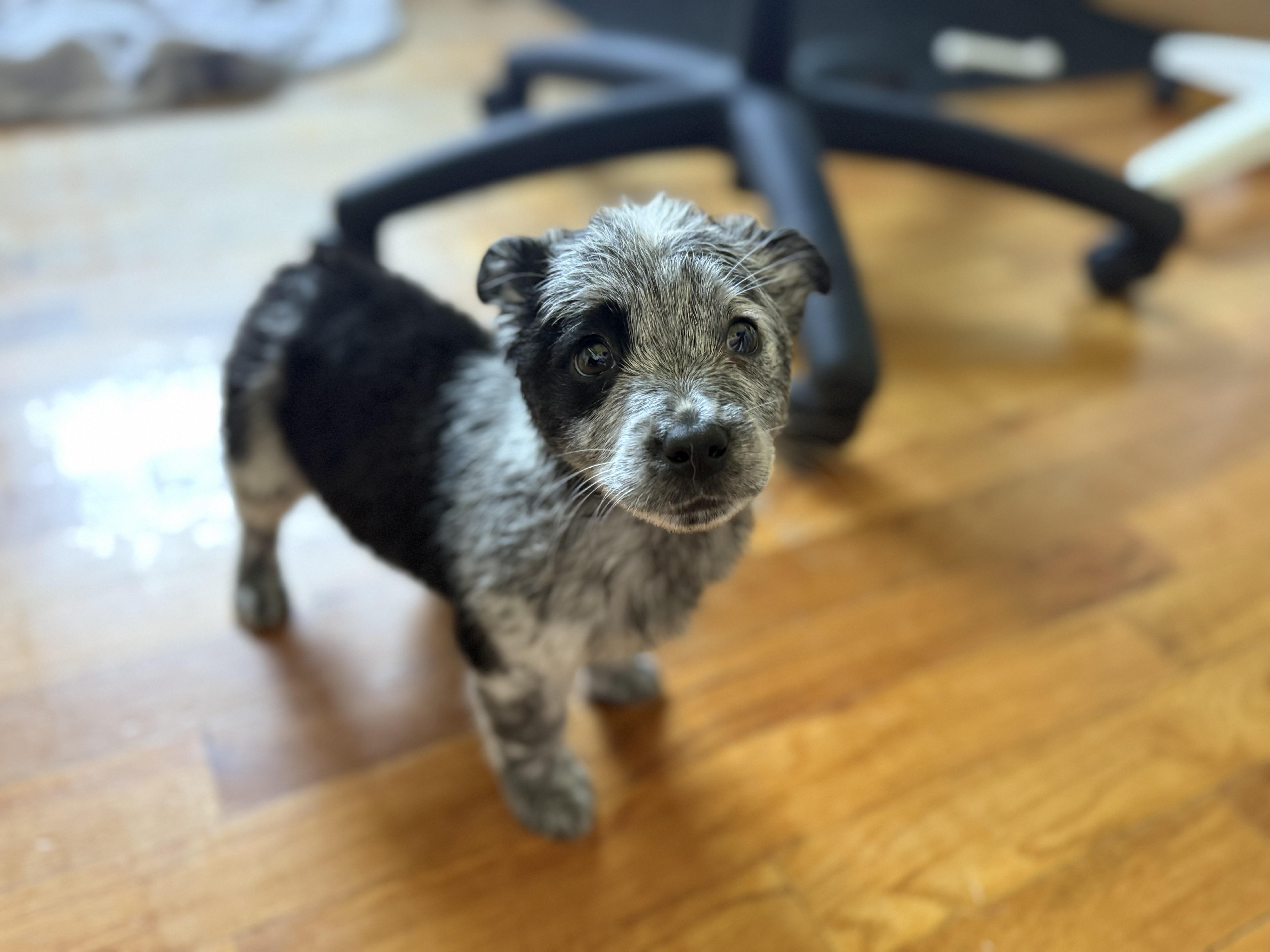 Nitro, an adopted mixed breed in Fresno, CA image 6/6