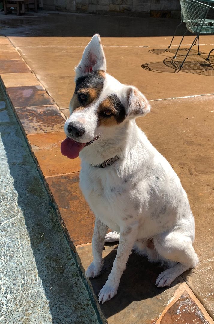 CALVIN, a Adopted mixed breed image 1/4