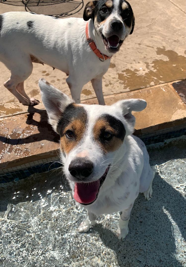 CALVIN, a Adopted mixed breed image 2/4