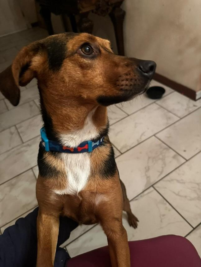 Hank, an adoptable Beagle Mix in Meeker, OK_image-1