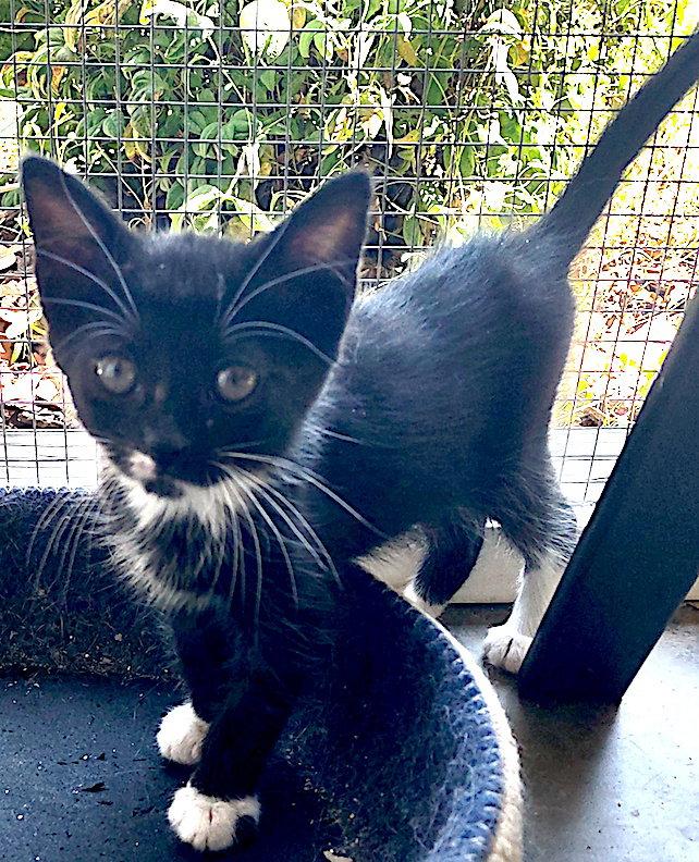 Enlarge Ares, a Adopted Domestic Short Hair in Albemarle, NC image 2/2