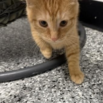 Enlarge Penny, an adopted Domestic Short Hair in Bryan, OH image 1/3