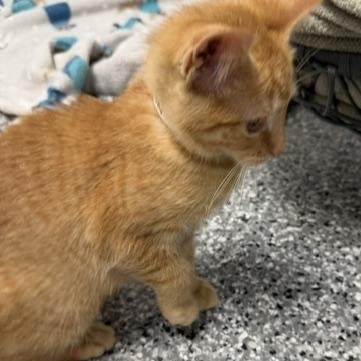 Enlarge Penny, an adopted Domestic Short Hair in Bryan, OH image 2/3