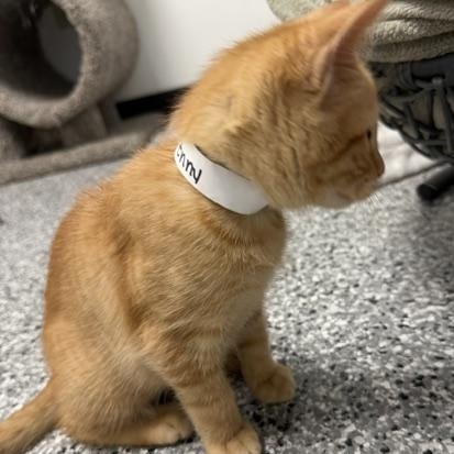 Enlarge Penny, an adopted Domestic Short Hair in Bryan, OH image 3/3