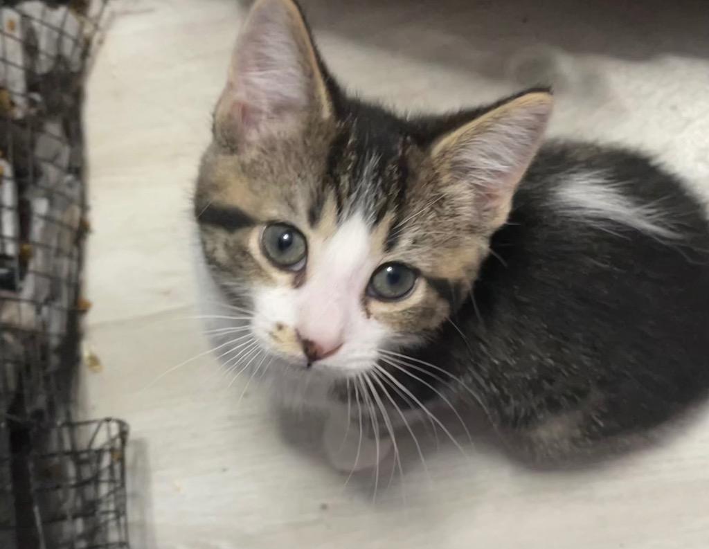 Lincoln, Adoptable, Kitten Male Domestic Short Hair.