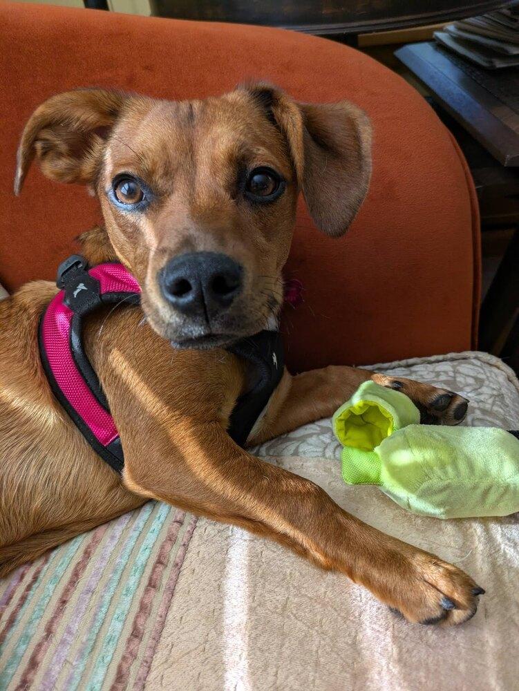 Honeybee, Adoptable, Puppy Female Terrier.