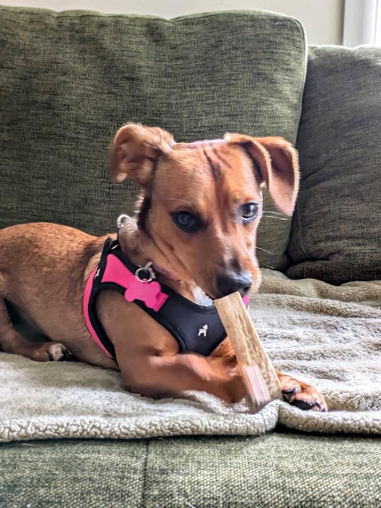 Honeybee, a Adoptable mixed breed in Mundelein, IL image 2/6