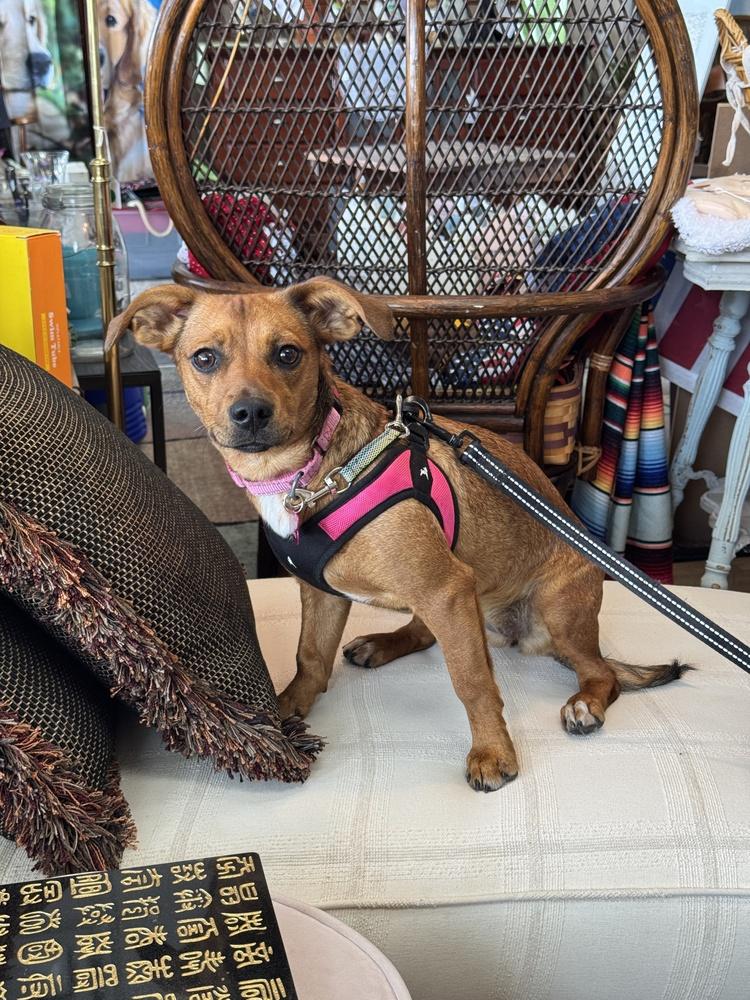 Honeybee, a Adoptable mixed breed in Mundelein, IL image 4/6