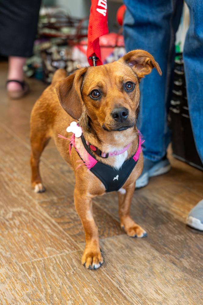 Honeybee, a Adoptable mixed breed in Mundelein, IL image 5/6