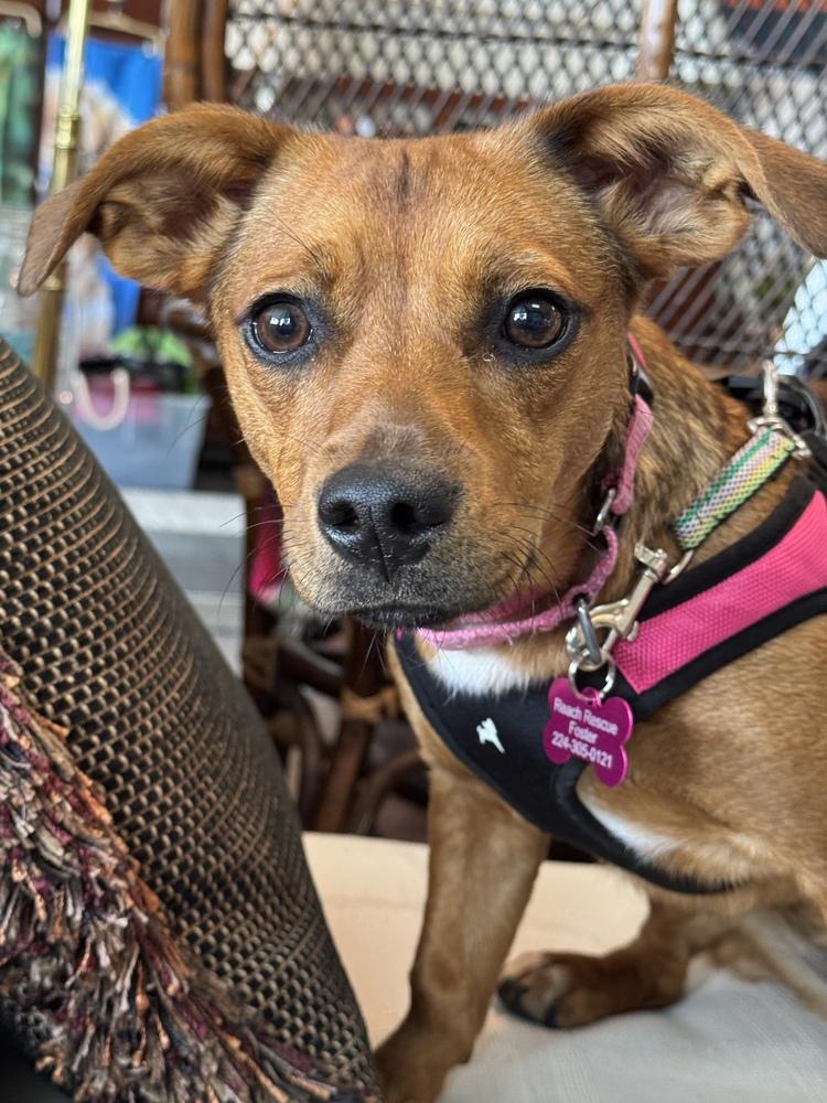 Honeybee, a Adoptable mixed breed in Mundelein, IL image 6/6