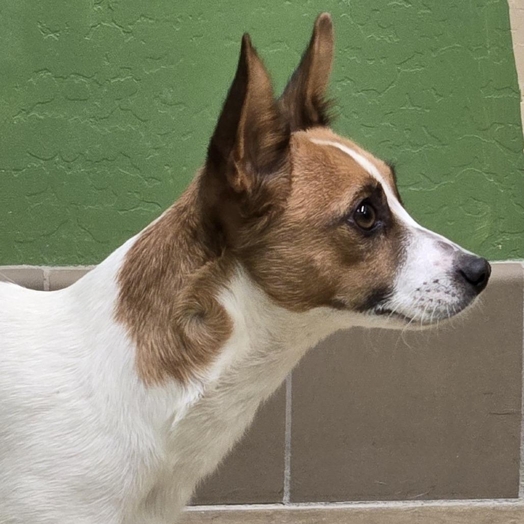 Havarti, Adoptable, Young Female Chihuahua & Mixed Breed.