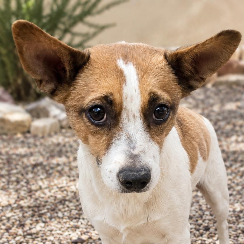 Havarti, a Adoptable mixed breed in Wickenburg, AZ image 2/3