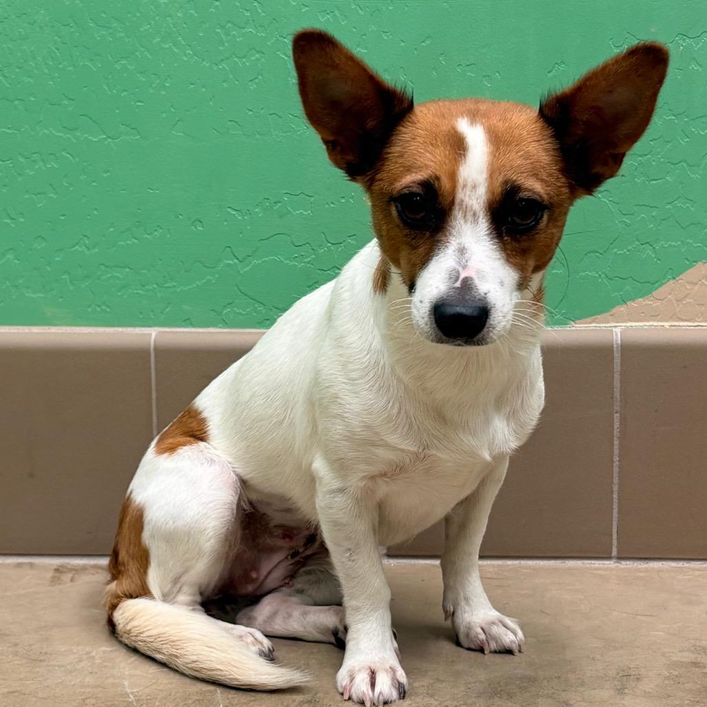 Havarti, a Adoptable mixed breed in Wickenburg, AZ image 3/3