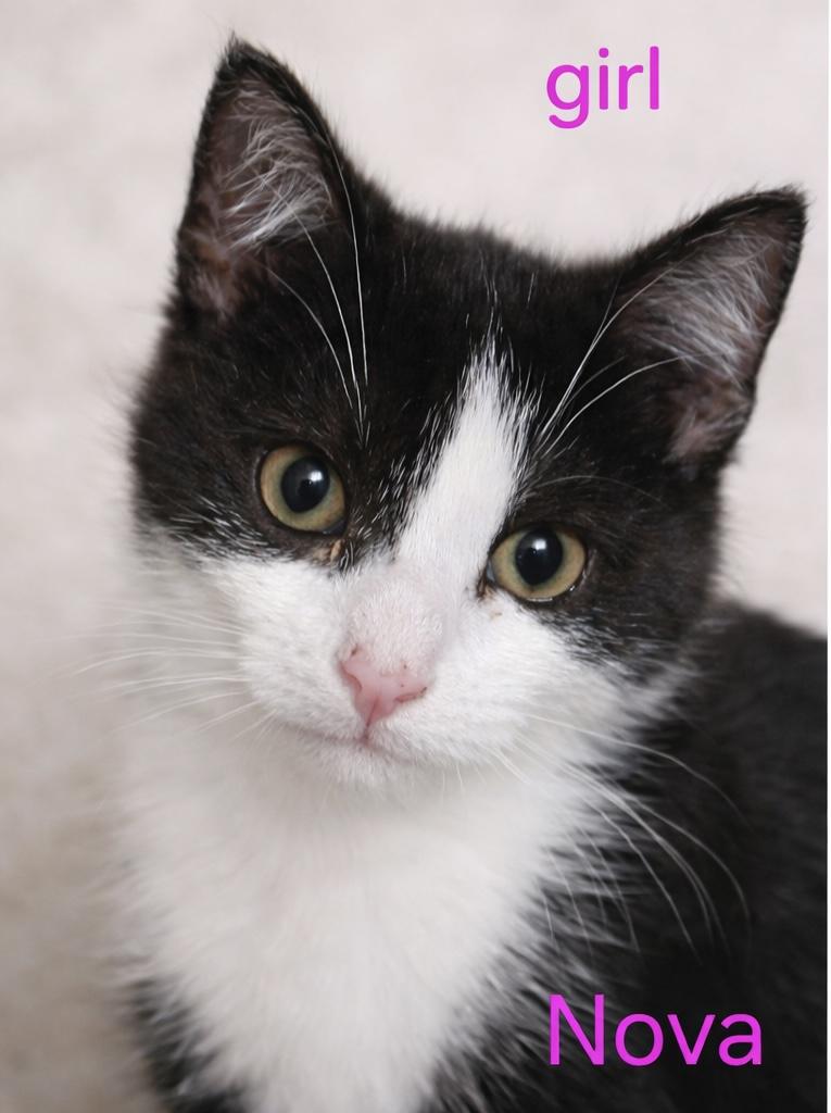 Enlarge Nova, a Adopted Domestic Short Hair in Rio Linda, CA image 1/1