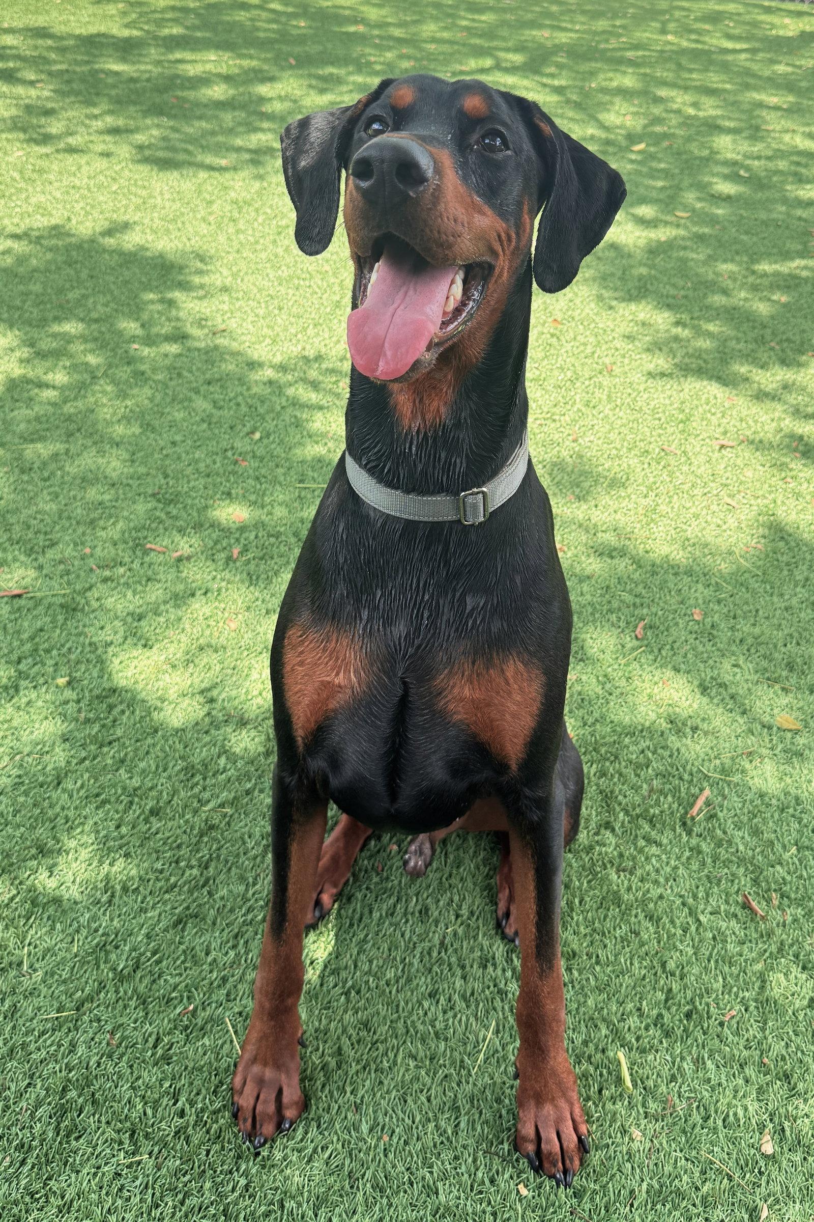 Preston 3582, Adoptable, Young Male Doberman Pinscher.