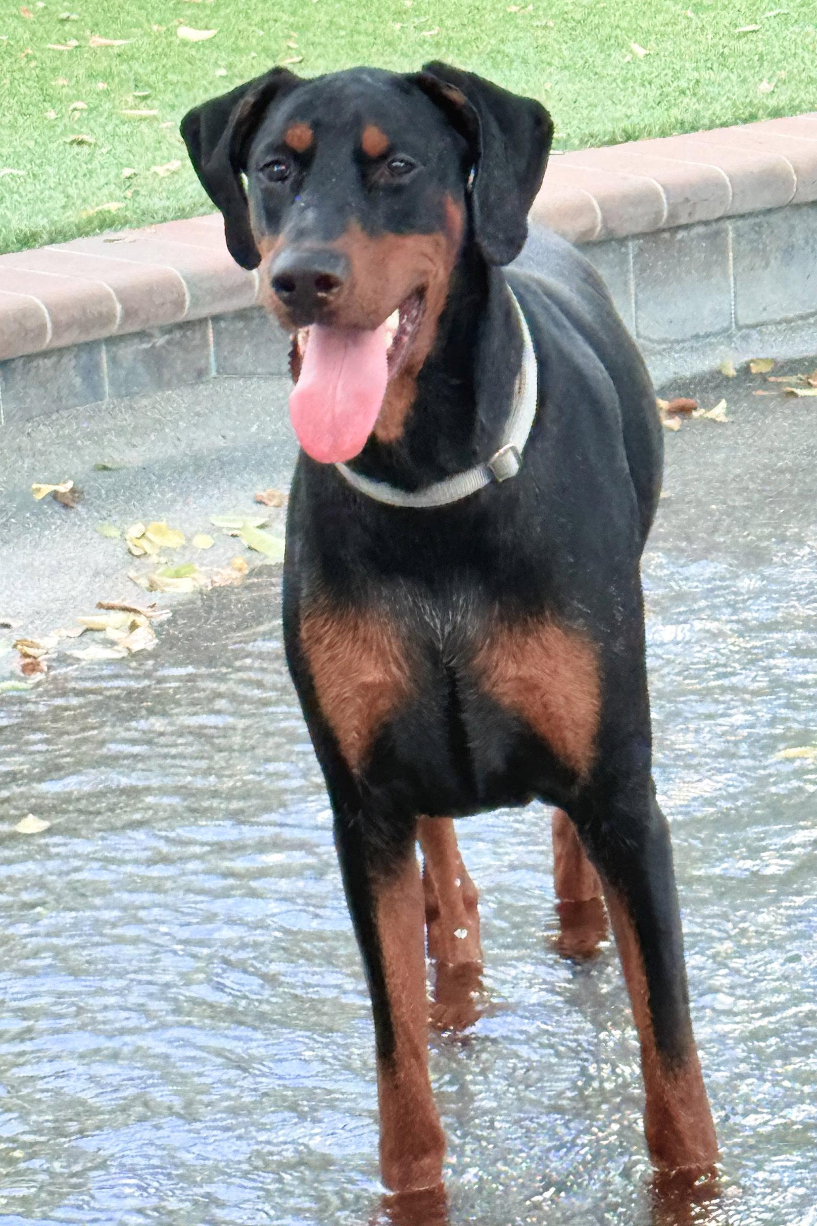 Preston 3582, a Adoptable Doberman Pinscher in Oakland Park, FL image 2/3