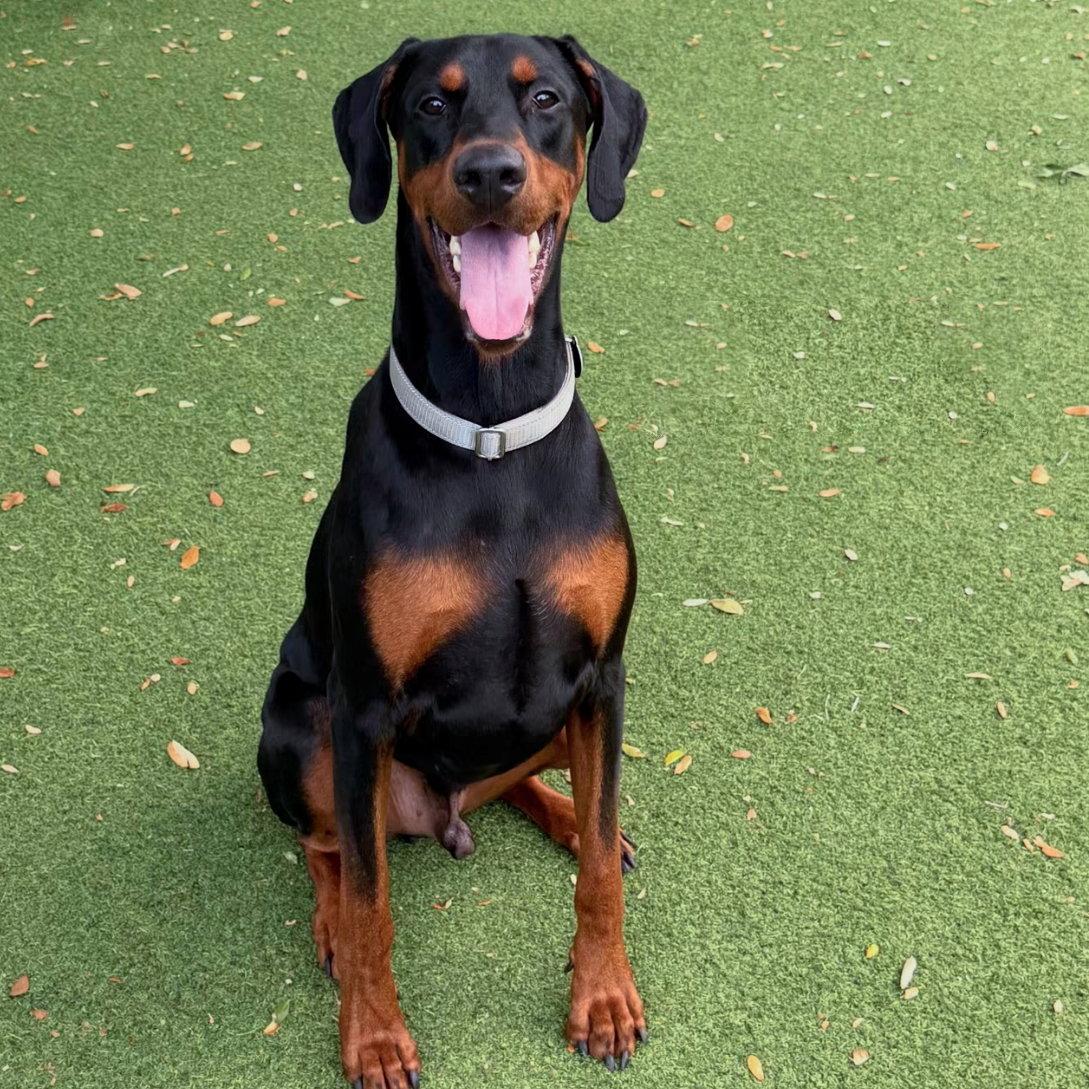 Preston 3582, Adoptable, Adult Male Doberman Pinscher.