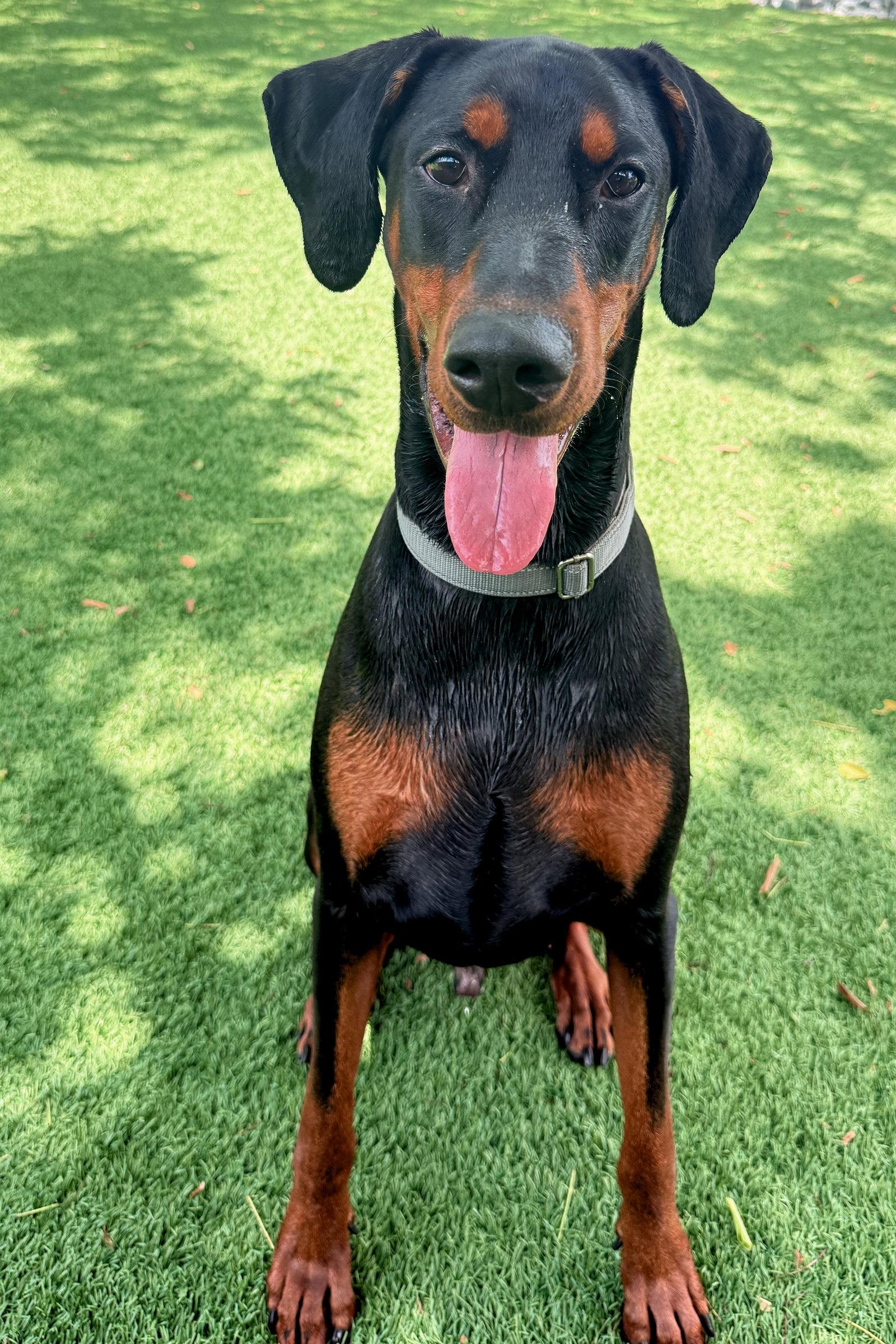 Preston 3582, a Adoptable Doberman Pinscher in Oakland Park, FL image 3/3