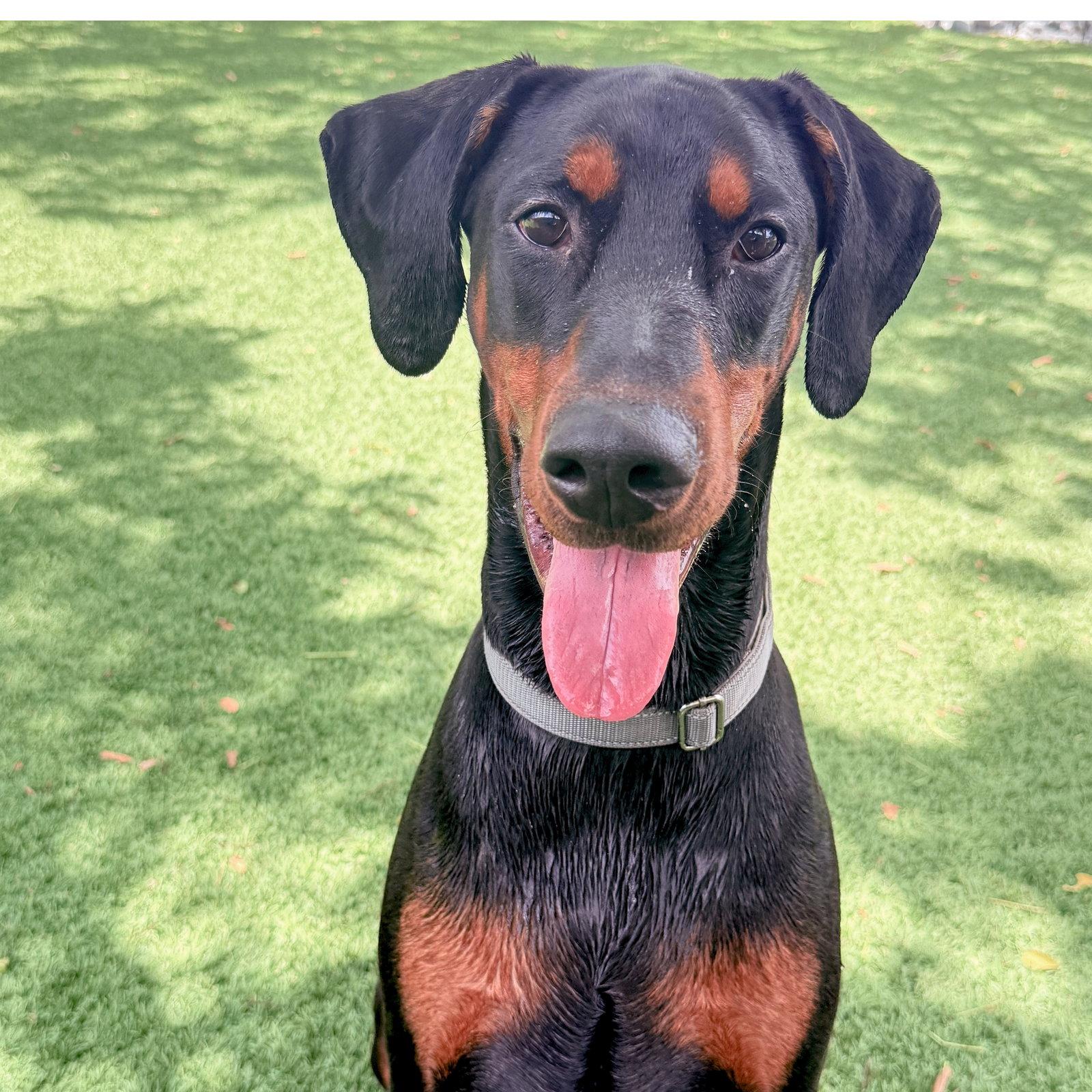 Preston 3582, Adoptable, Adult Male Doberman Pinscher.