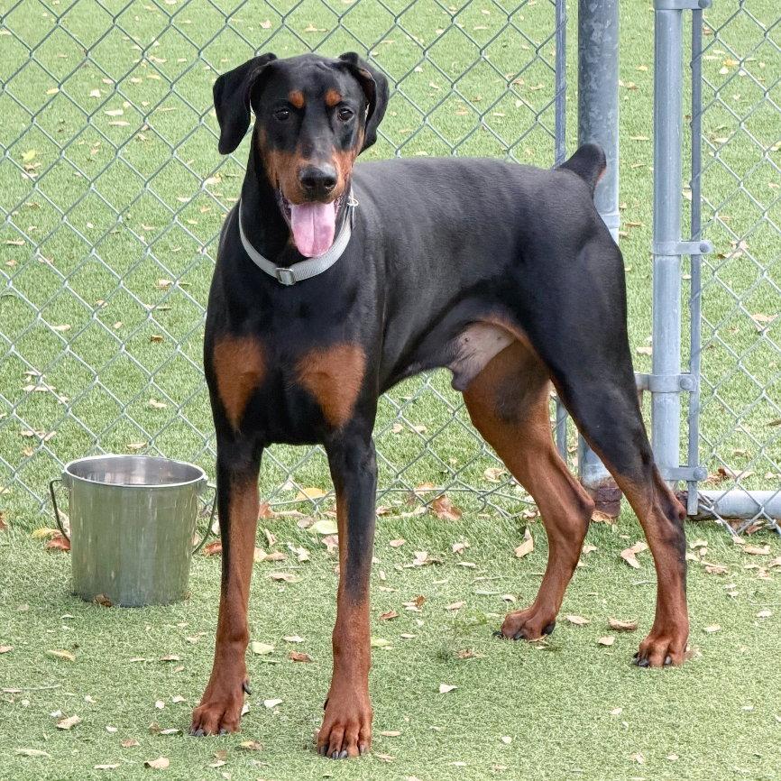 Enlarge Preston 3582, a Adoptable Doberman Pinscher in Oakland Park, FL image 3/3