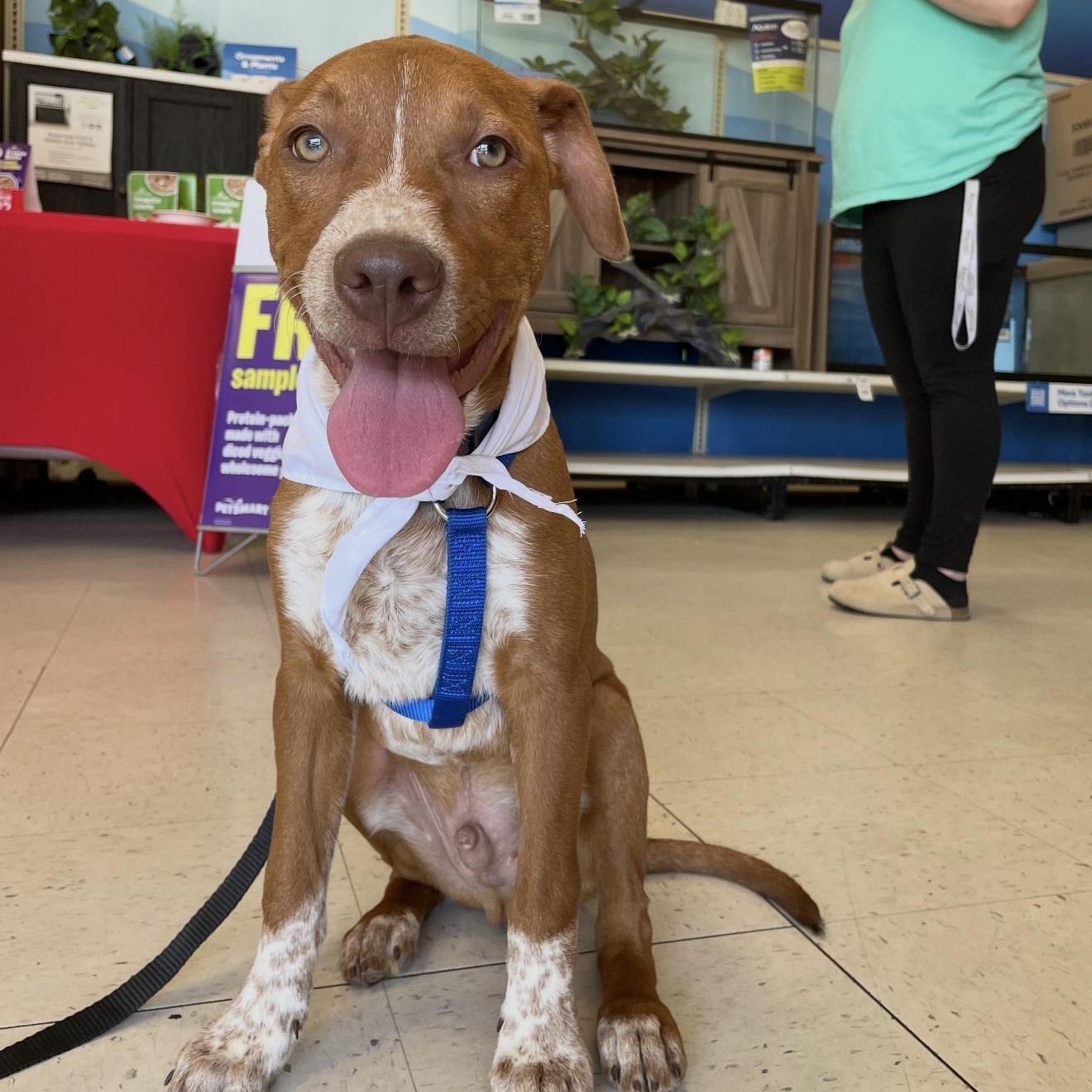 Rory, Adoptable, Puppy Male Australian Cattle Dog / Blue Heeler.