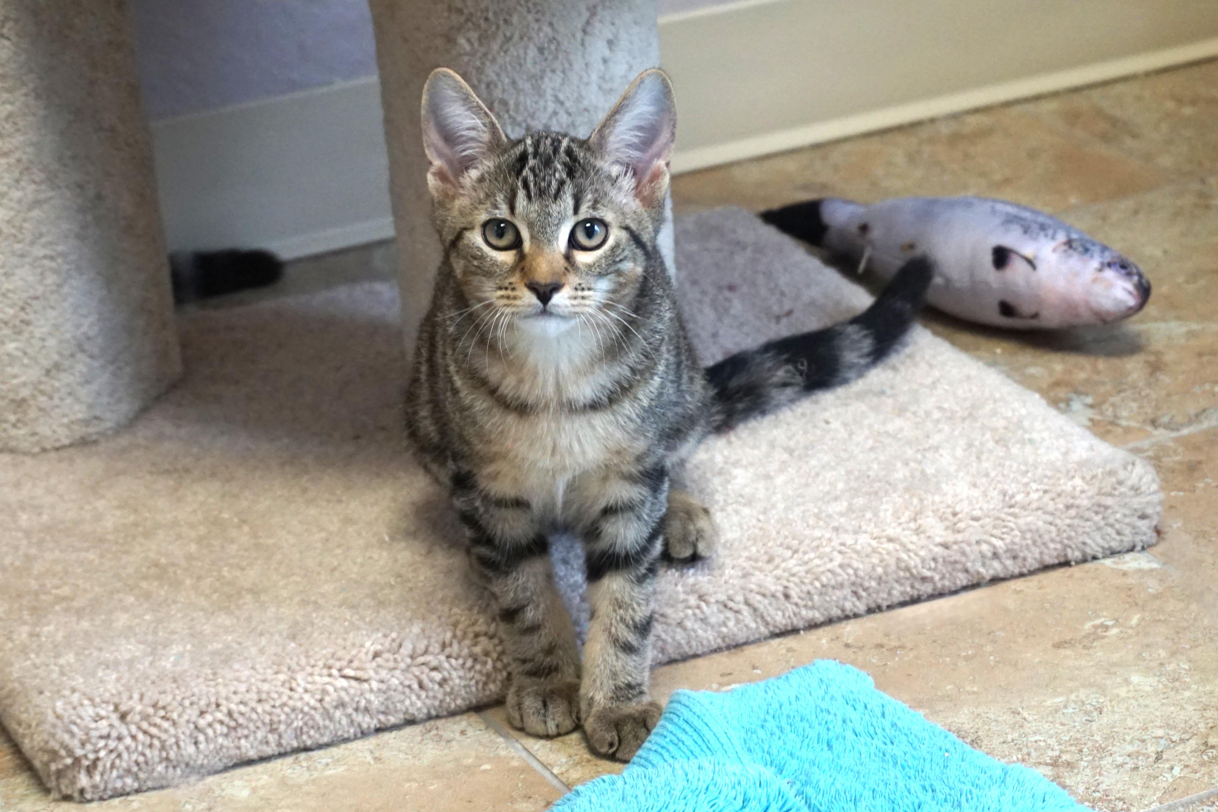 Swizzle Stick, a Adoptable mixed breed in Fountain Hills, AZ image 4/5