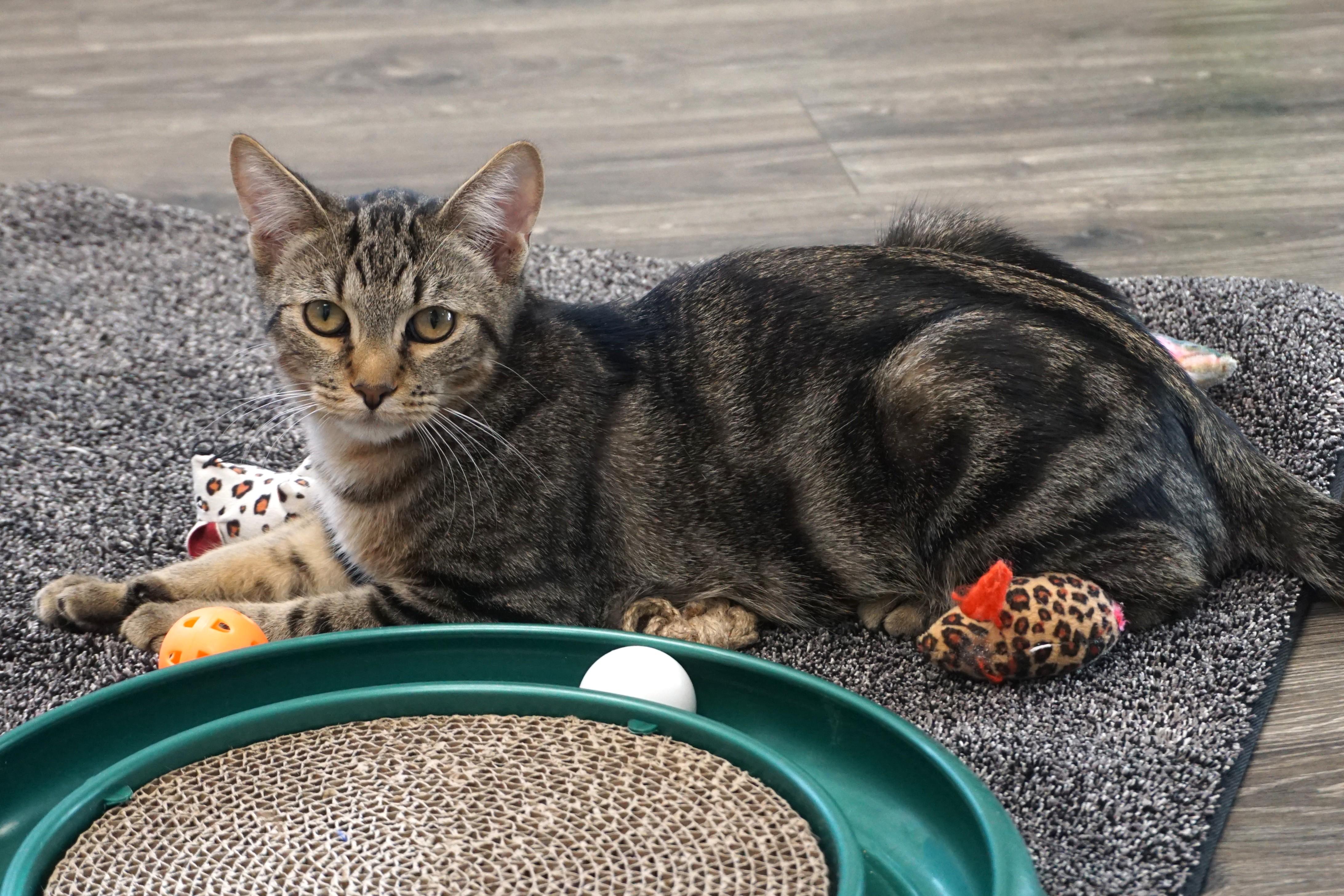 Enlarge Swizzle Stick, a Adoptable mixed breed in Fountain Hills, AZ image 2/6