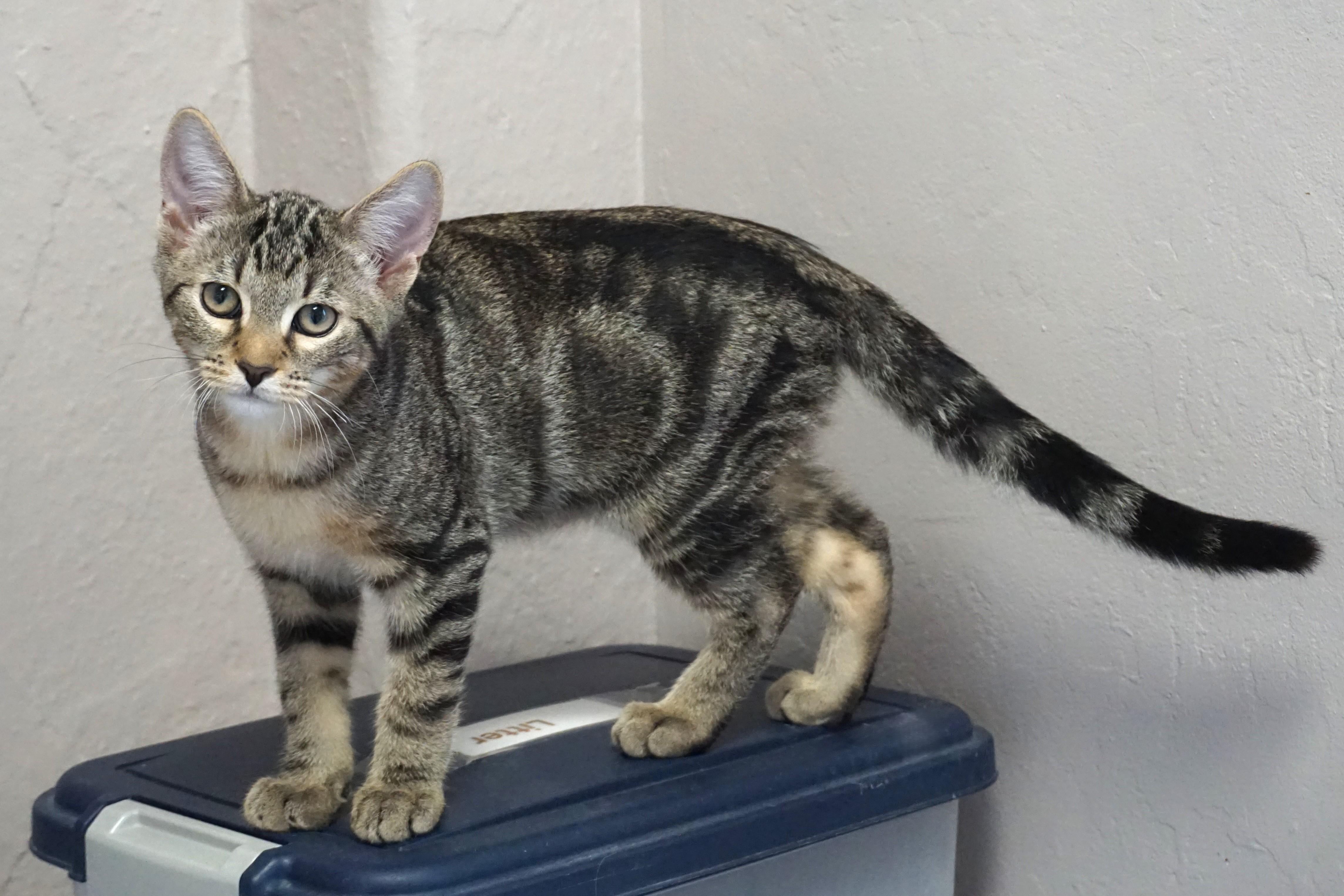 Swizzle Stick, a Adoptable mixed breed in Fountain Hills, AZ image 5/5