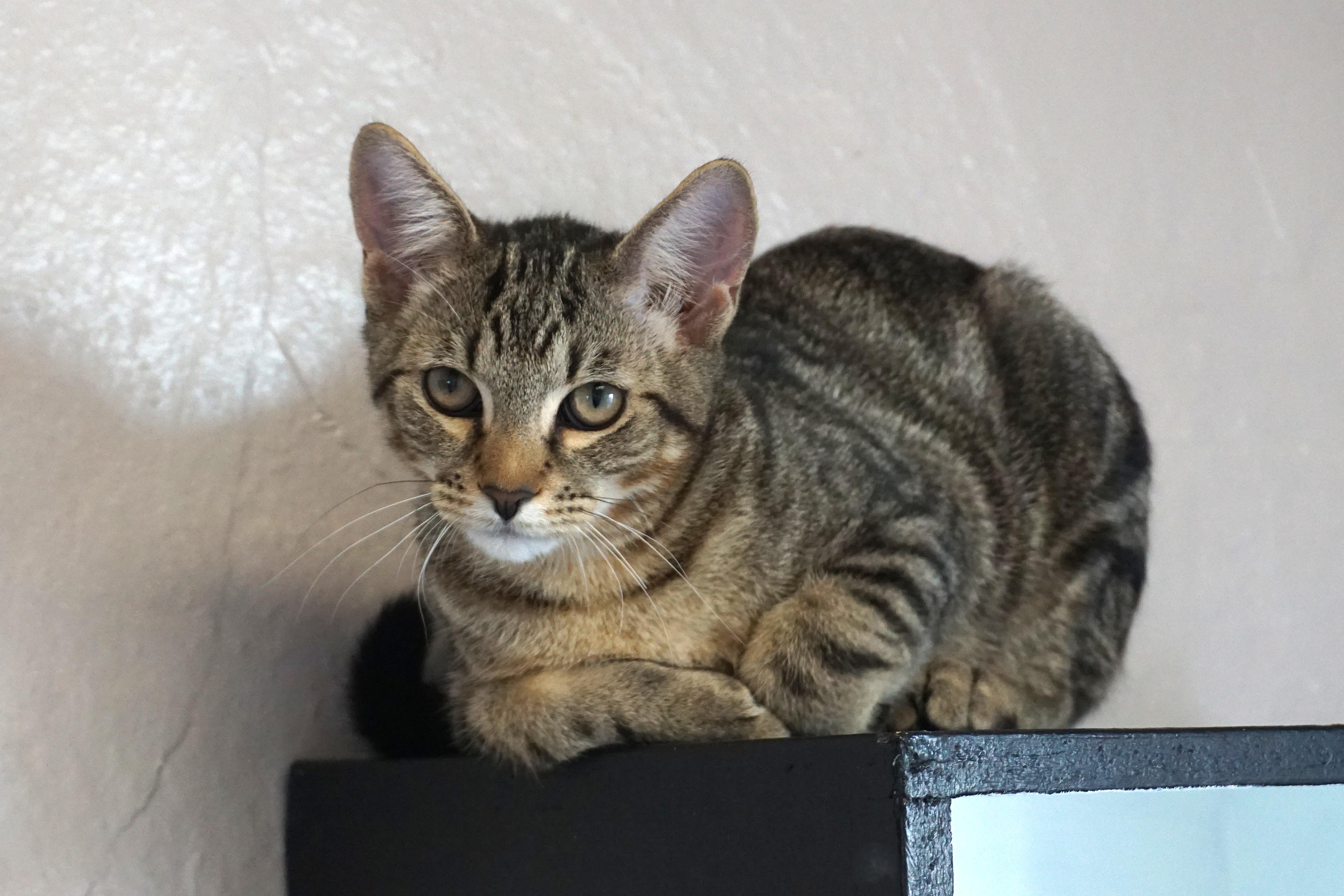 Swizzle Stick, a Adoptable mixed breed in Fountain Hills, AZ image 3/5