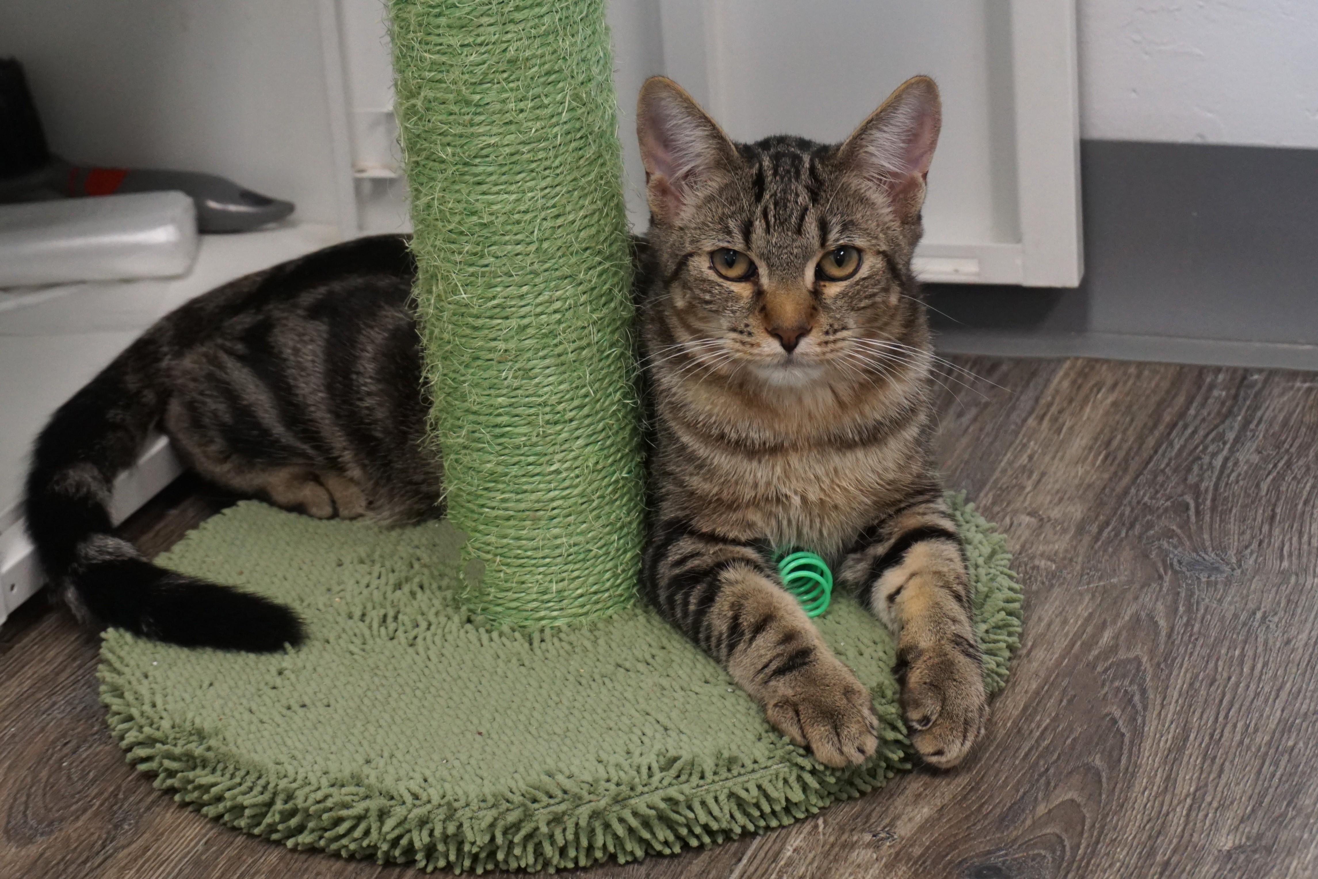 Enlarge Swizzle Stick, a Adoptable mixed breed in Fountain Hills, AZ image 3/6