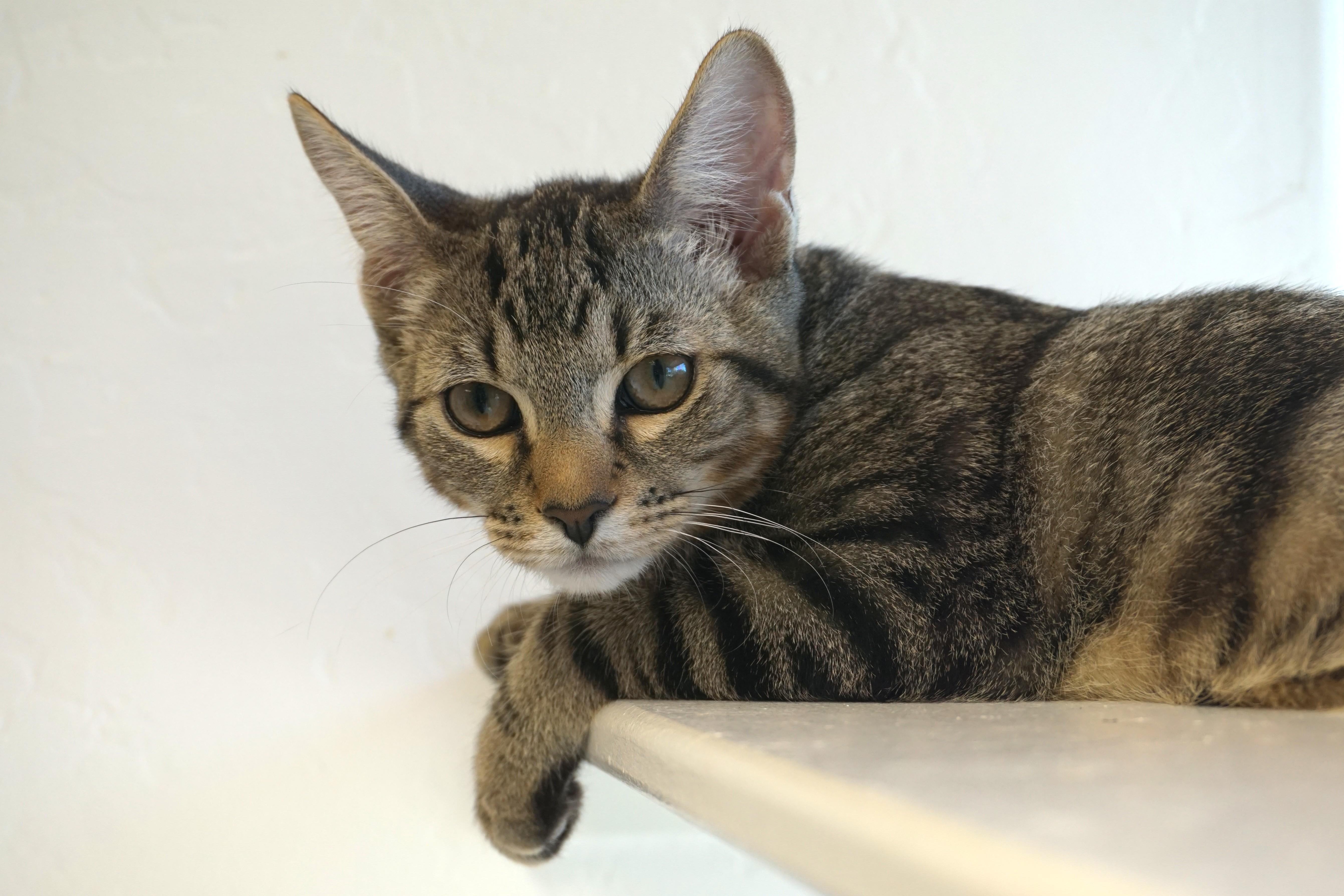 Swizzle Stick, a Adoptable mixed breed in Fountain Hills, AZ image 2/5