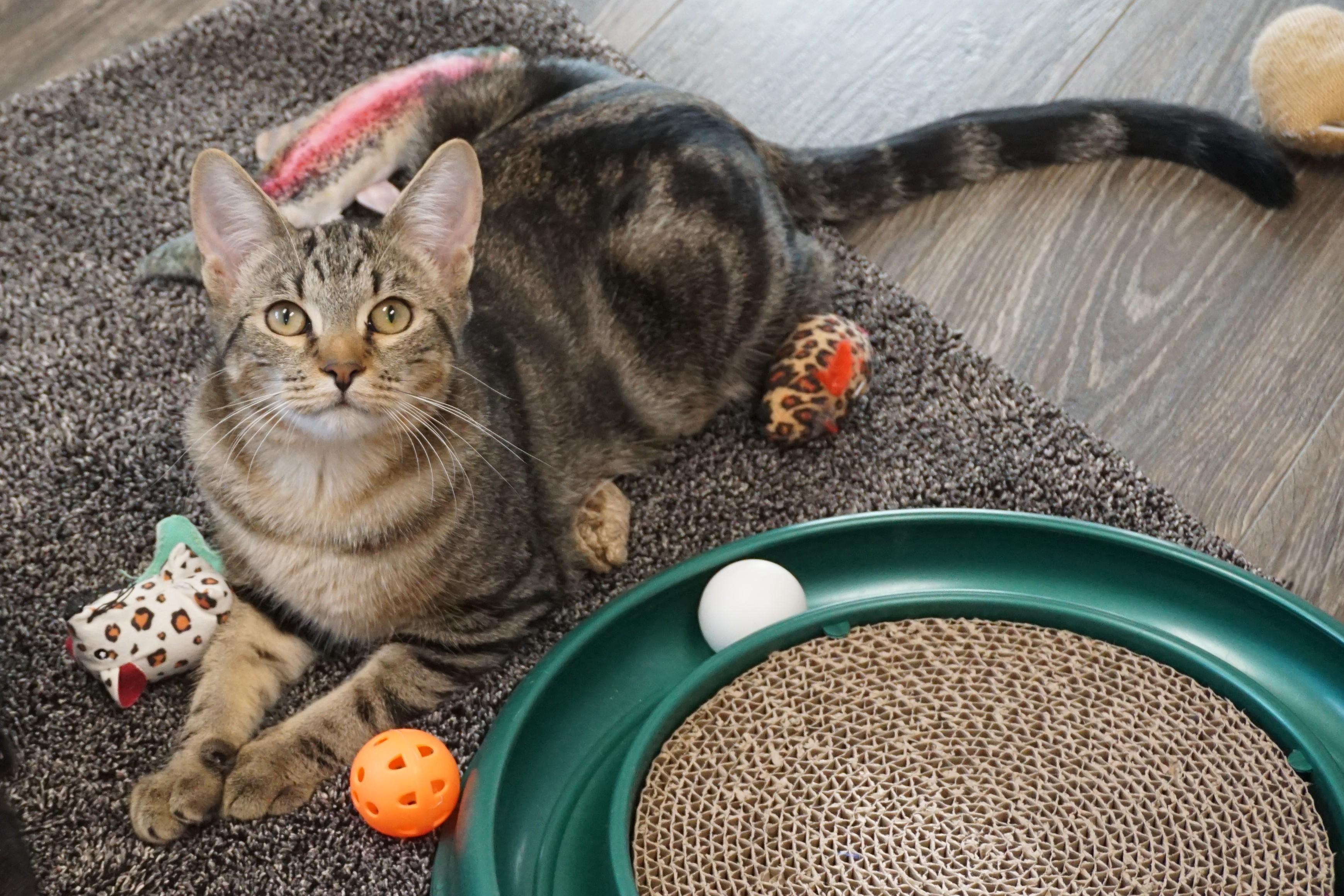 Enlarge Swizzle Stick, a Adoptable mixed breed in Fountain Hills, AZ image 3/6