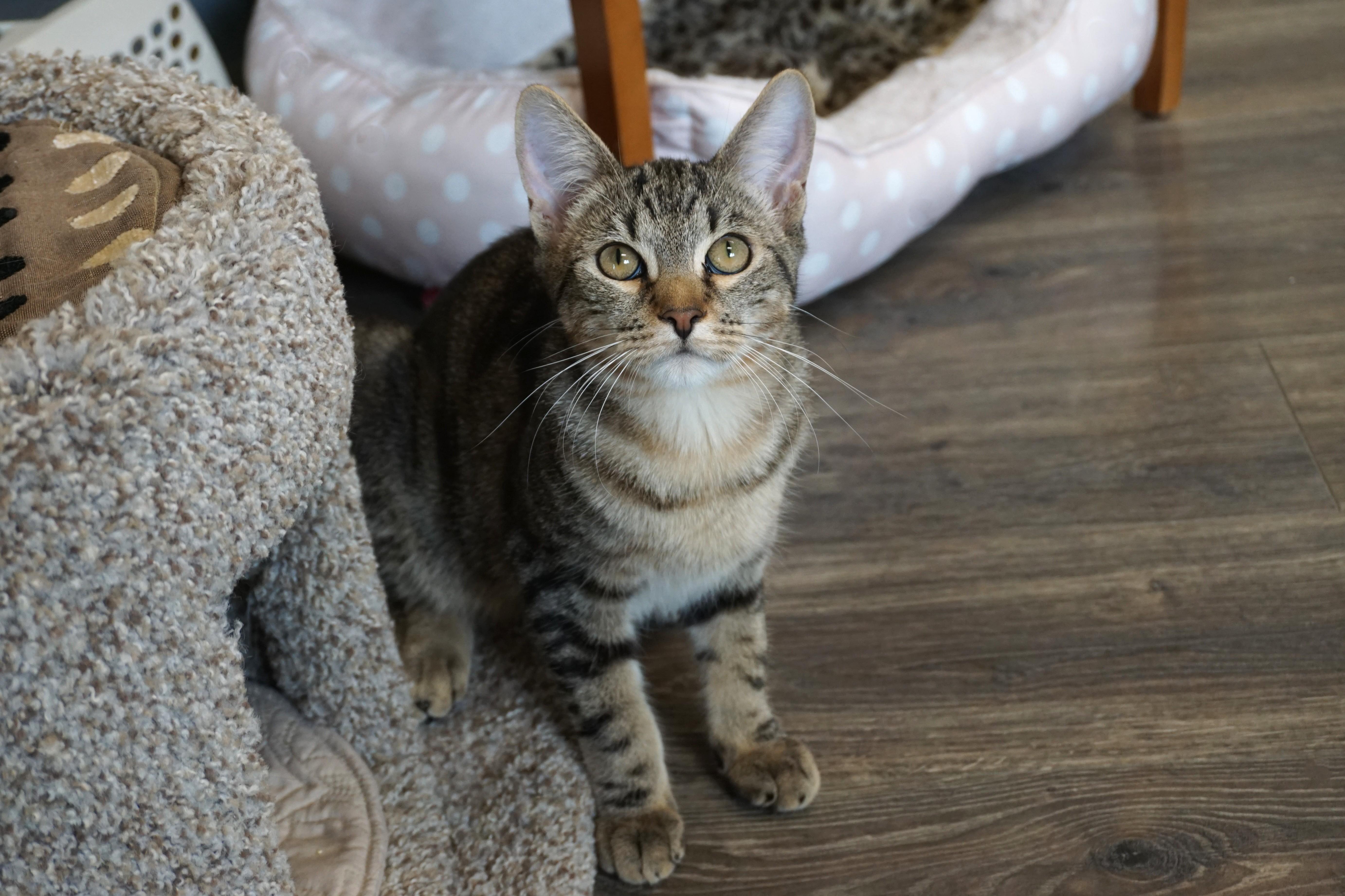 Enlarge Swizzle Stick, a Adoptable mixed breed in Fountain Hills, AZ image 1/6