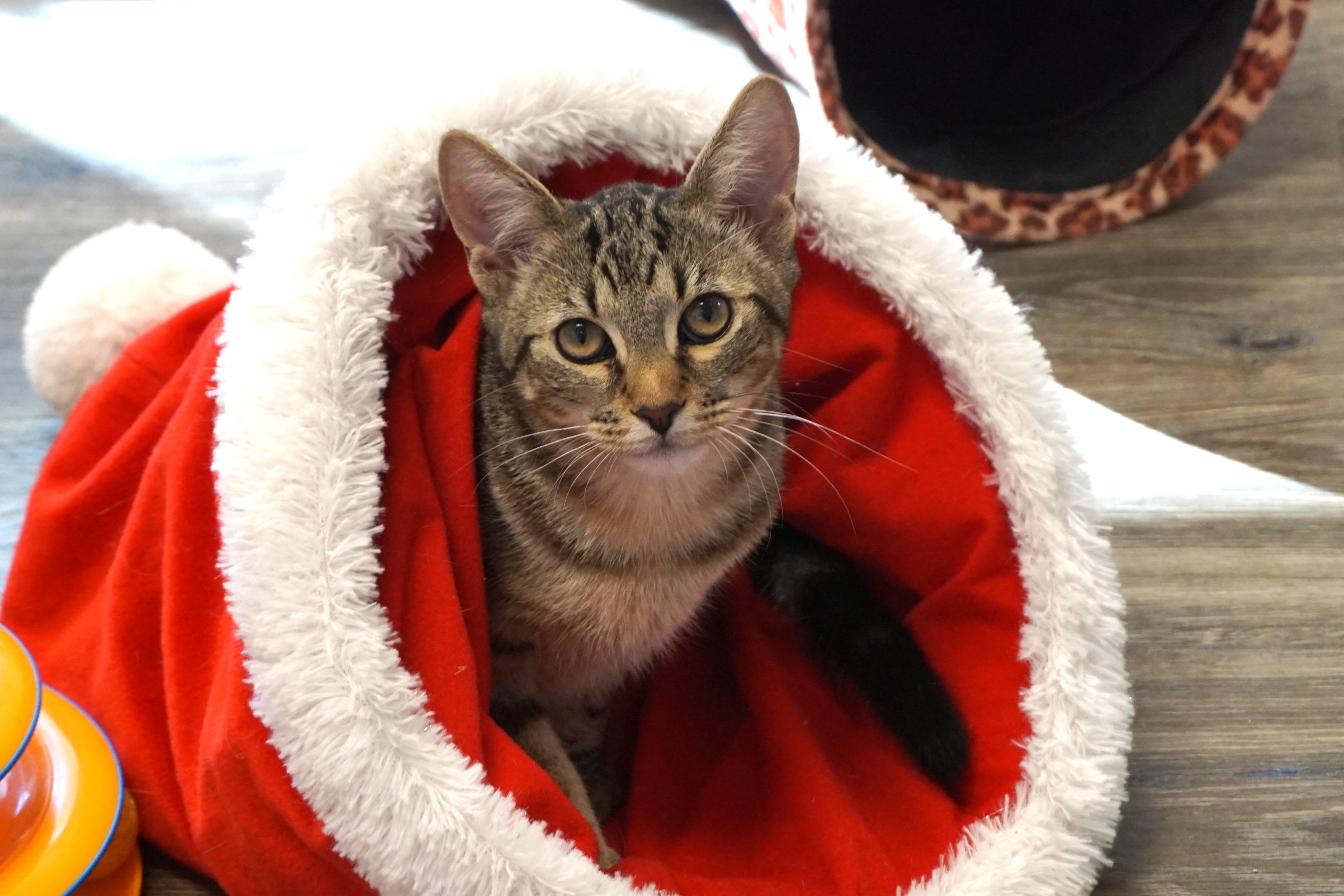 Enlarge Swizzle Stick, a Adoptable mixed breed in Fountain Hills, AZ image 2/6