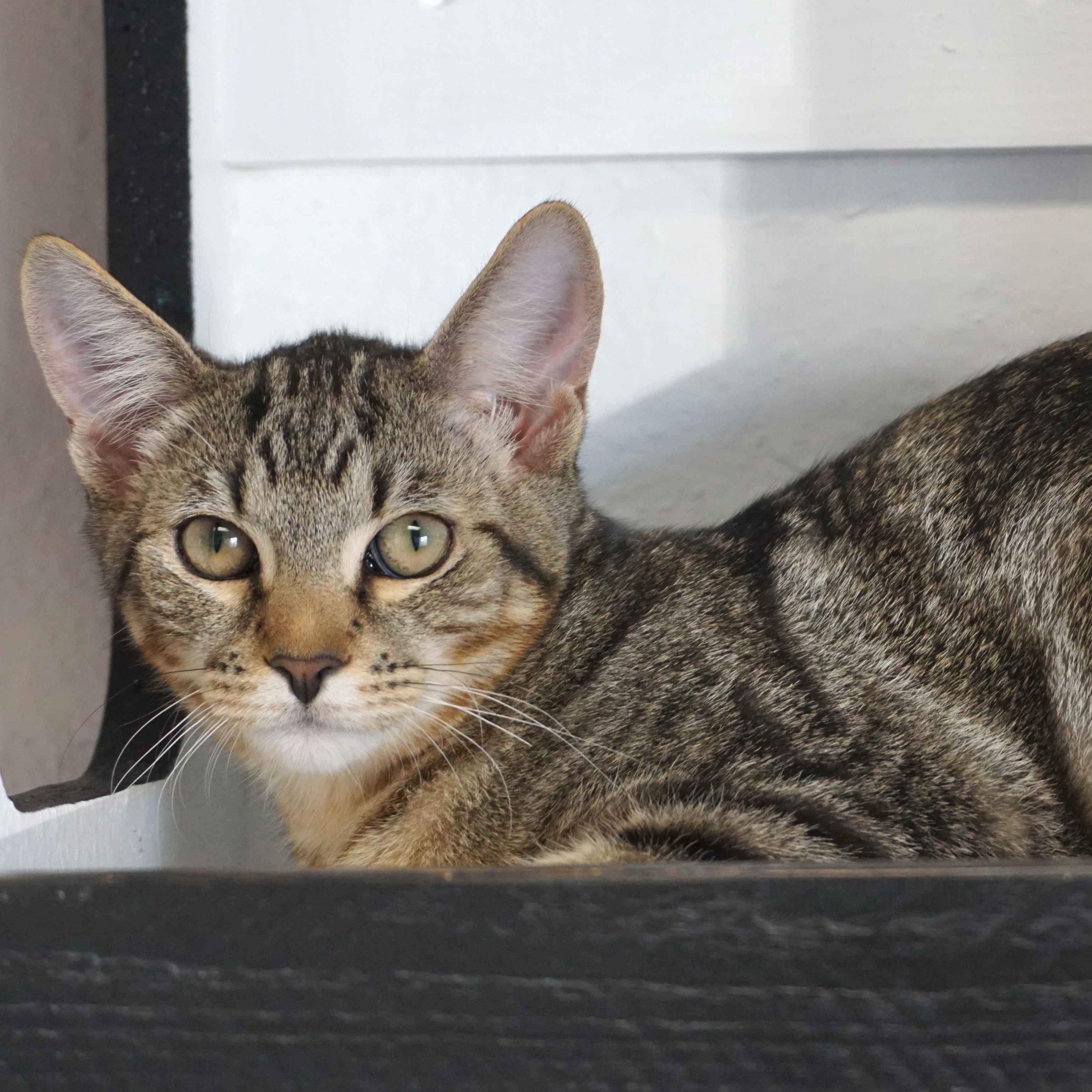 Swizzle Stick, Adoptable, Kitten Female Domestic Short Hair.