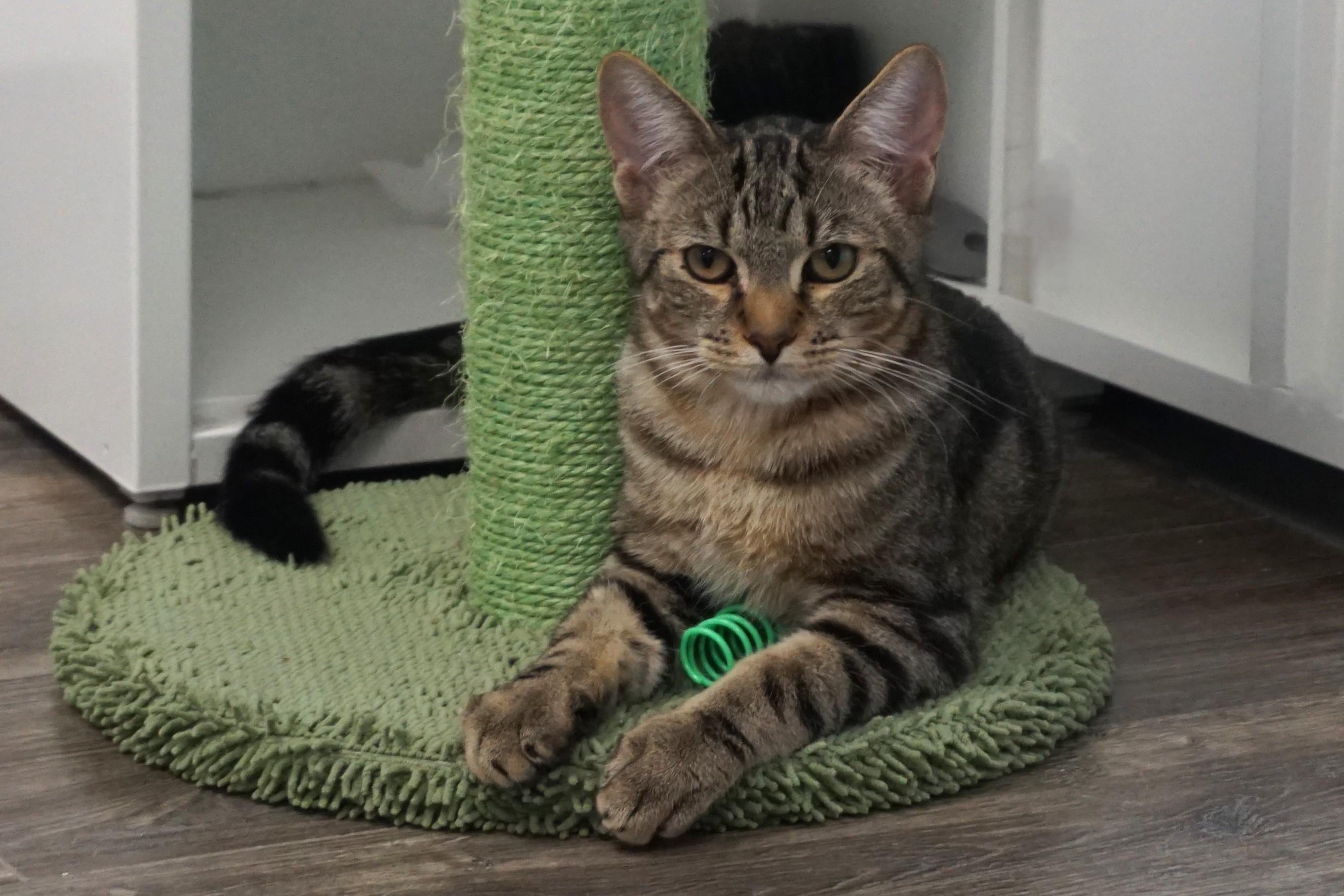 Enlarge Swizzle Stick, a Adoptable mixed breed in Fountain Hills, AZ image 1/6